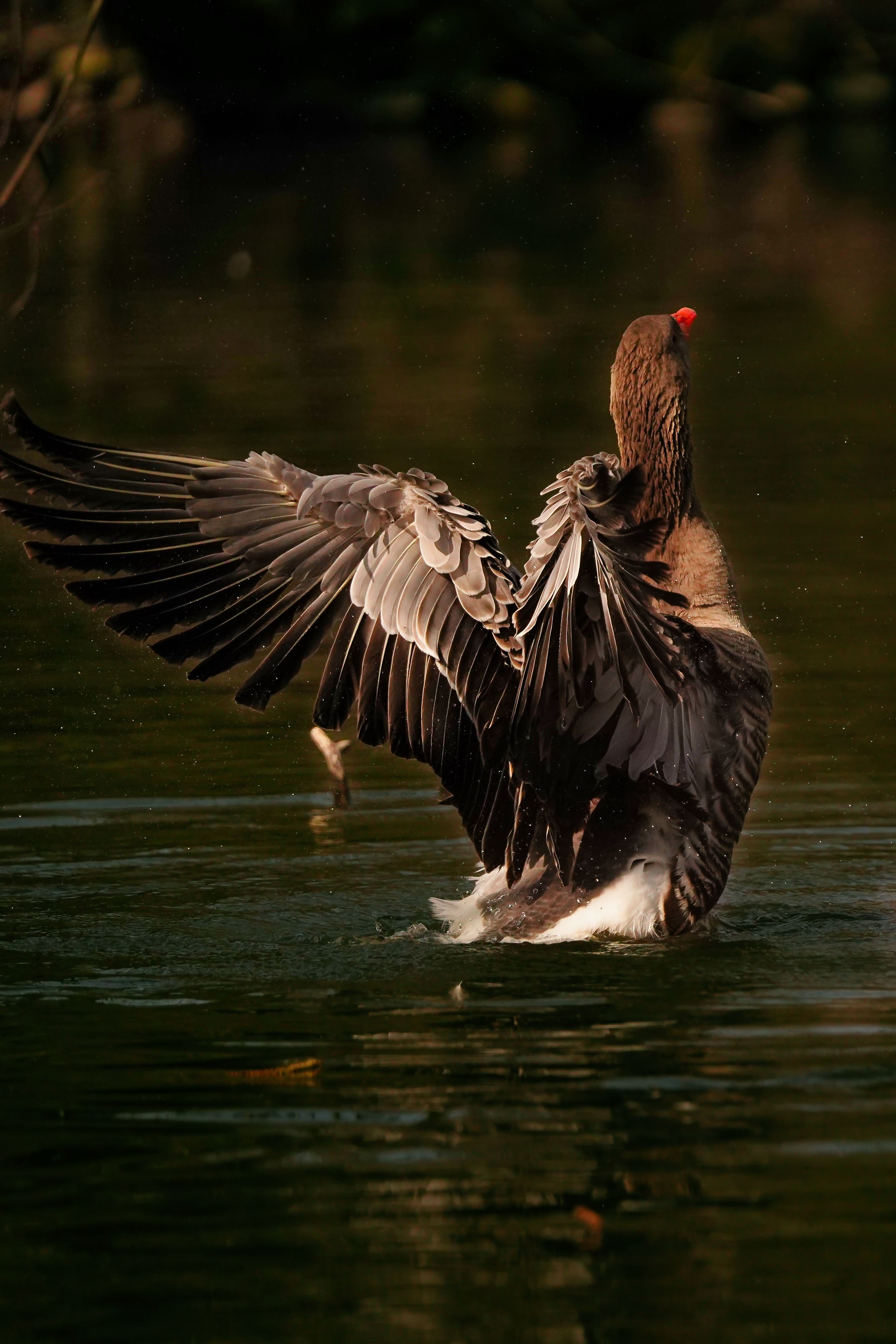 Beautiful Wild Goose Spreading Wings in Lake · Free Stock Photo
