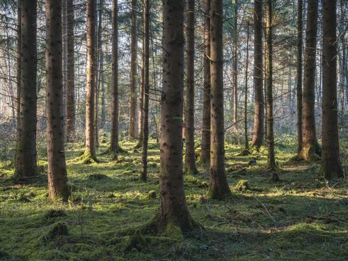 Free Tranquil view of sunlight filtering through tall pine trees in a serene forest. Stock Photo