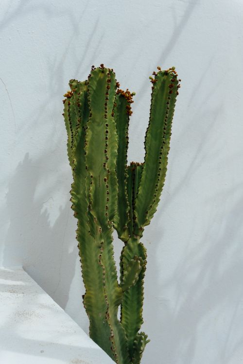 Free A green cactus silhouetted against a white wall in the Canary Islands, Spain. Minimalist and serene. Stock Photo