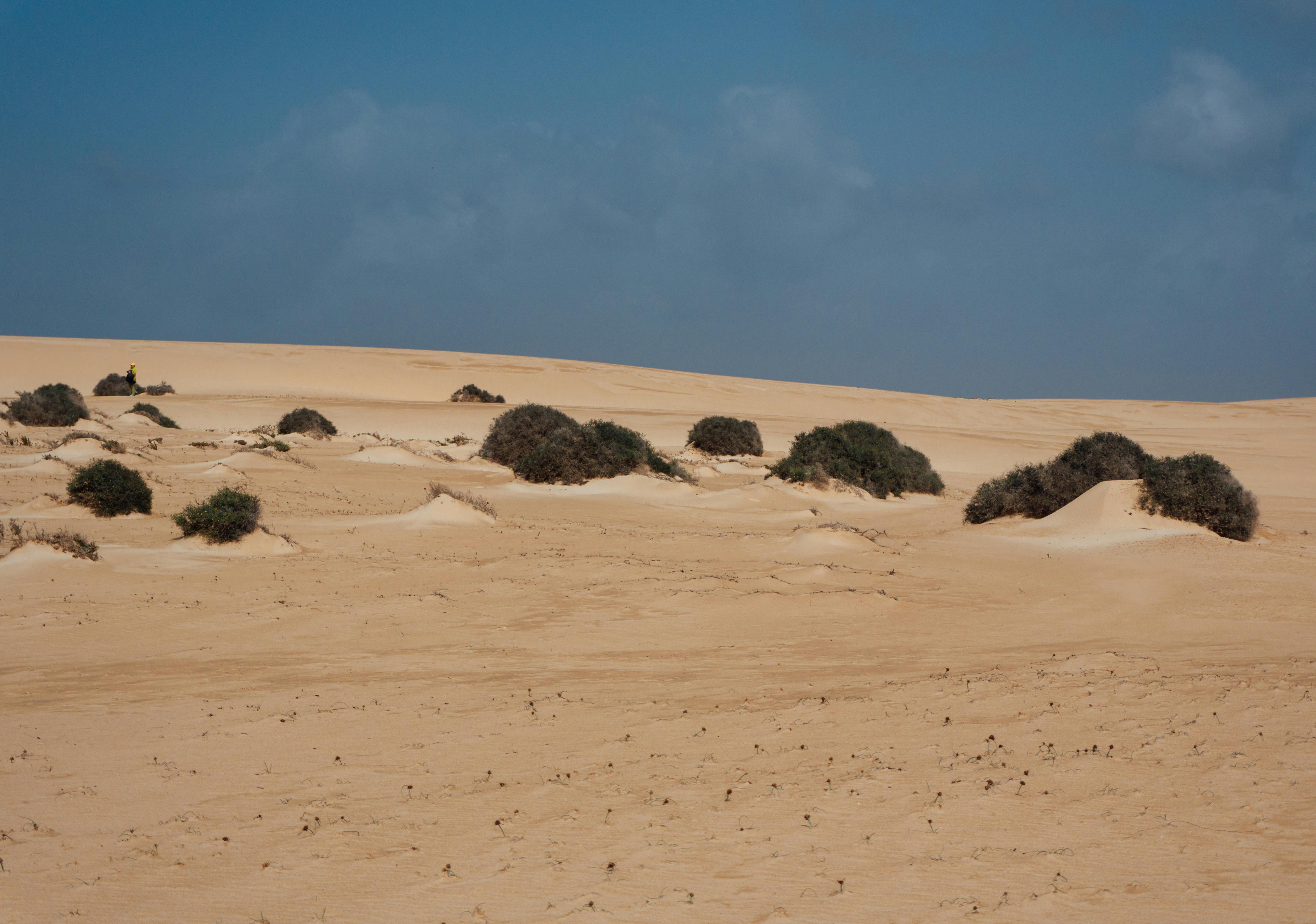 Expansive sandy dunes and sparse vegetation under clear skies in Canary Islands, Spain.