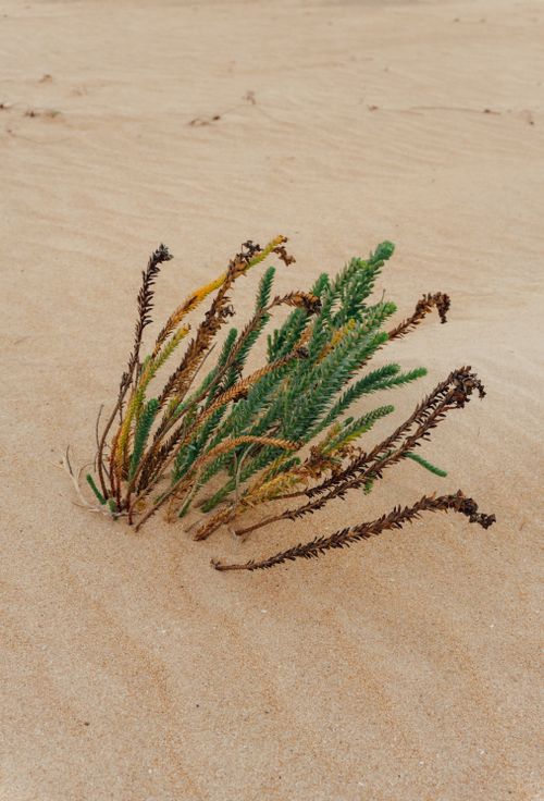 Free A hardy plant growing in the sandy landscape of the Canary Islands, showcasing resilience. Stock Photo