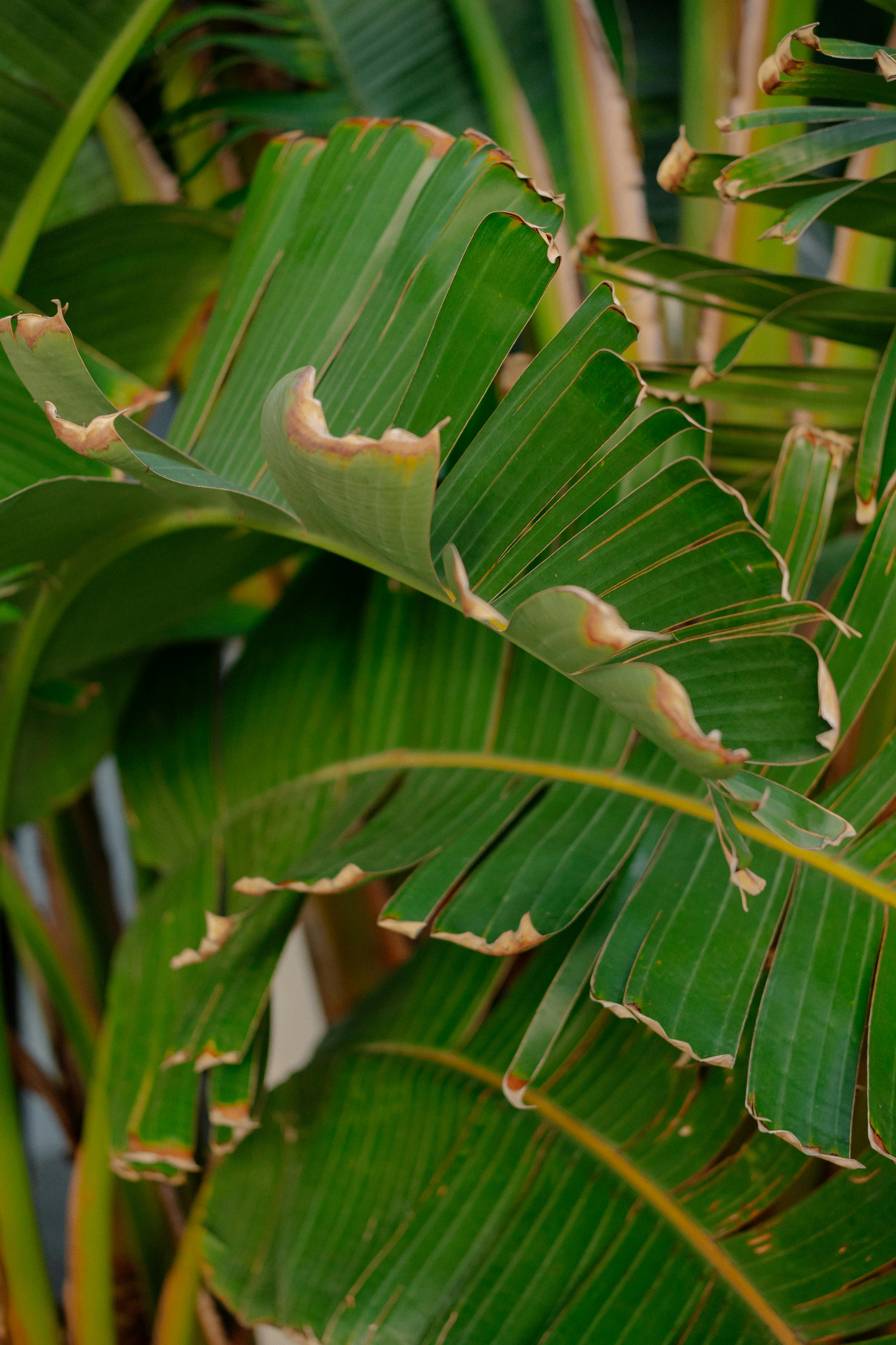 Gratis Immagine gratuita di agricoltura, ambiente, avvicinamento Foto a disposizione
