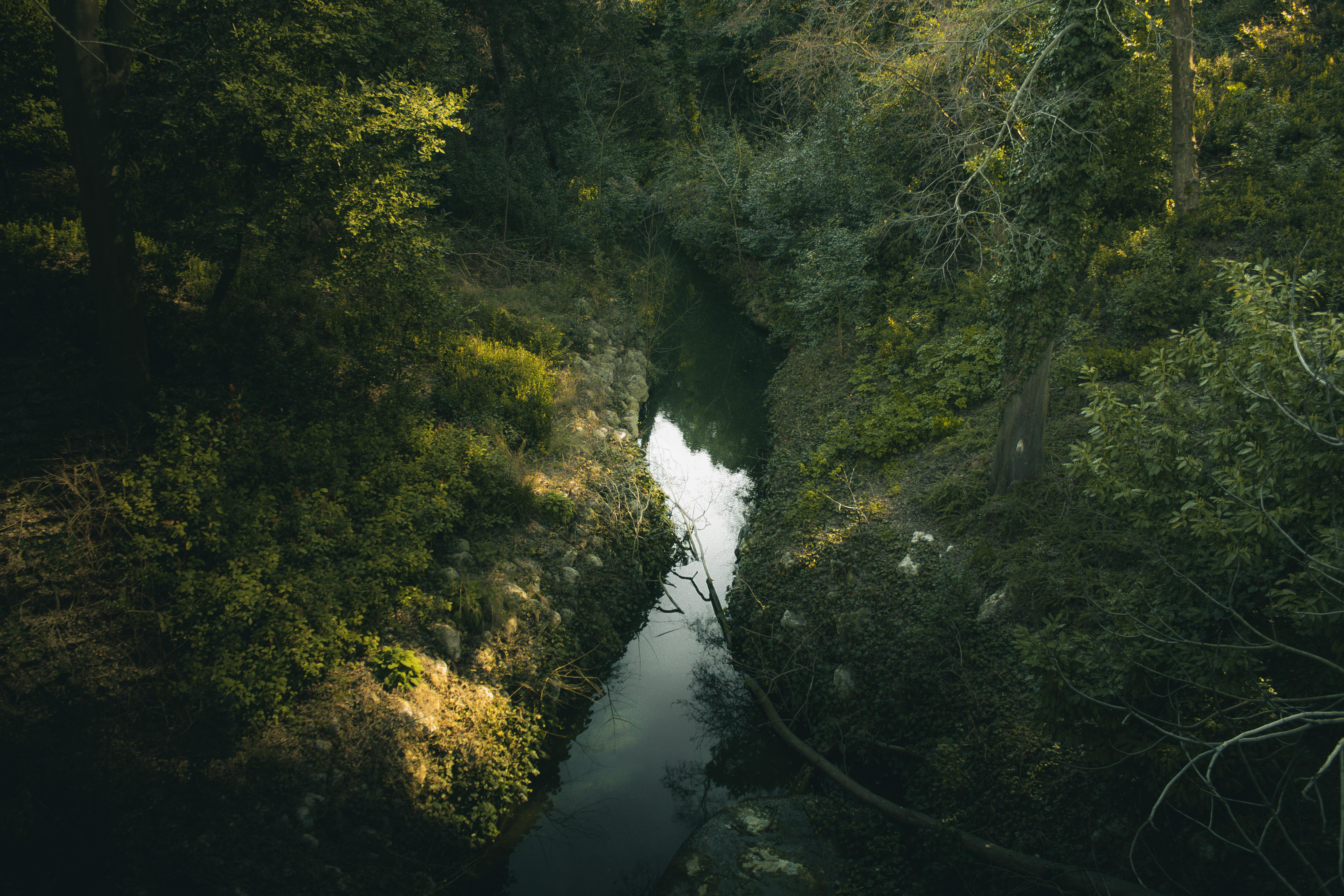 Kostenlos Ein friedlicher Waldbach, umgeben von üppigem Grün, eingefangen in natürlichem Licht. Stock-Foto