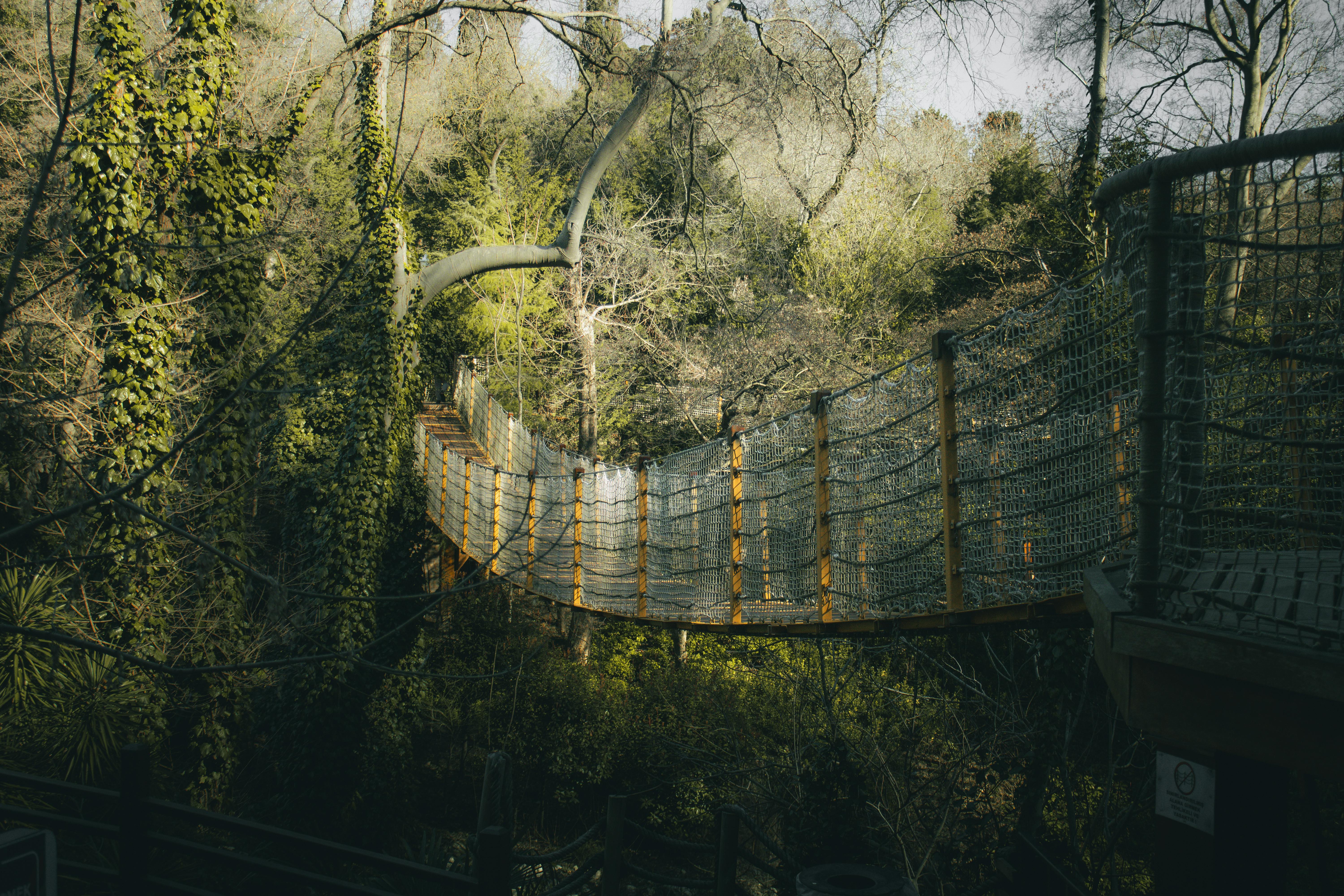grátis Uma belíssima ponte de corda em meio a uma floresta exuberante, que captura a essência da aventura em meio à natureza selvagem. Foto profissional