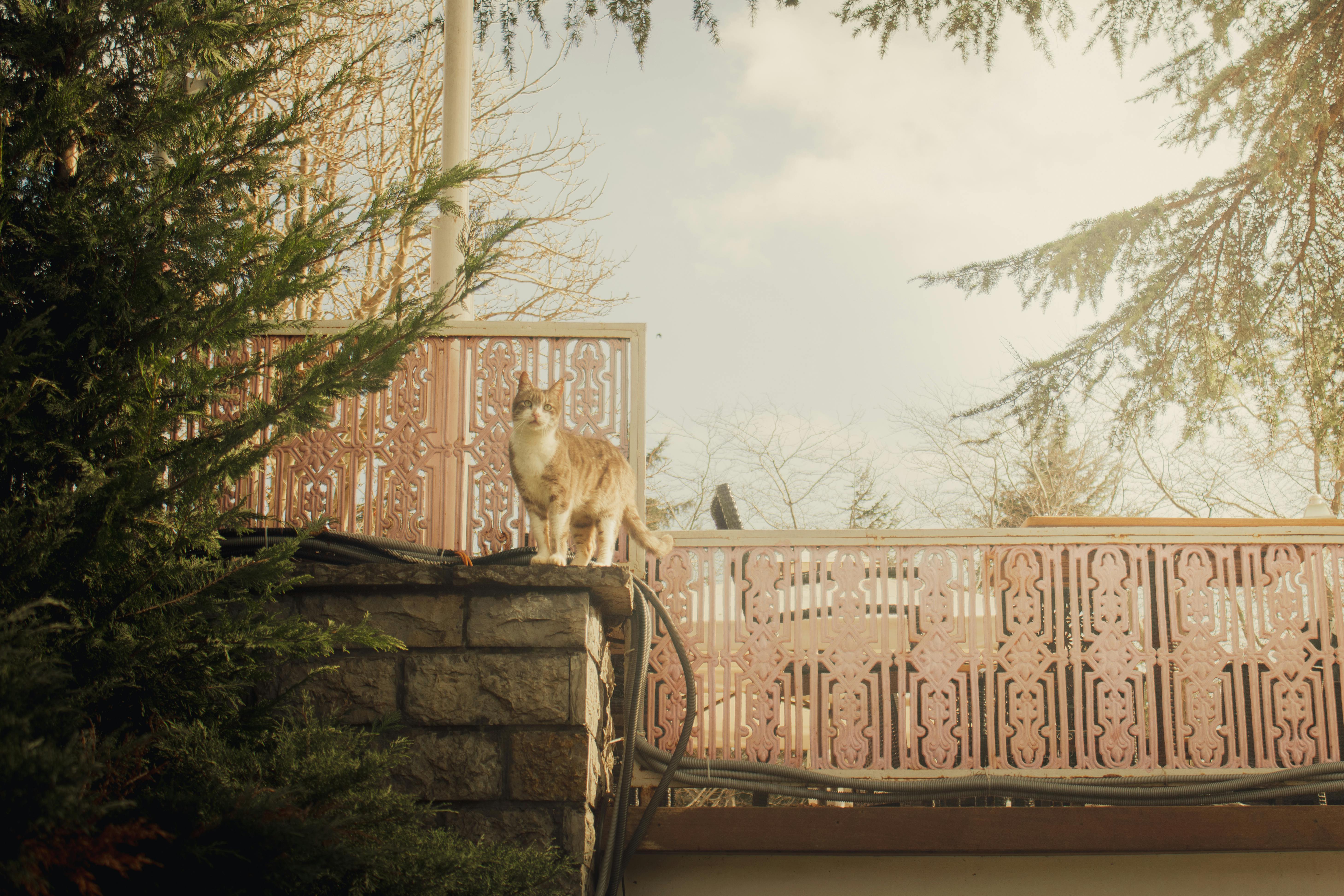 Gratuit Une scène sereine : un chat se tient sur le rebord d'un balcon, entouré d'une balustrade aux motifs complexes et de verdure naturelle. Photos