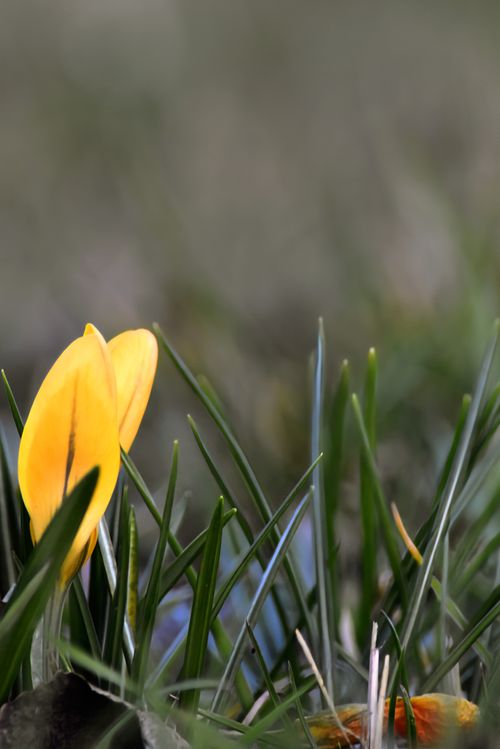 Free Vibrant yellow crocus blooming amidst green grass, signaling the arrival of spring in Rudolstadt, Germany. Stock Photo