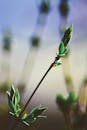 Close-Up of New Plant Shoot in Spring Light