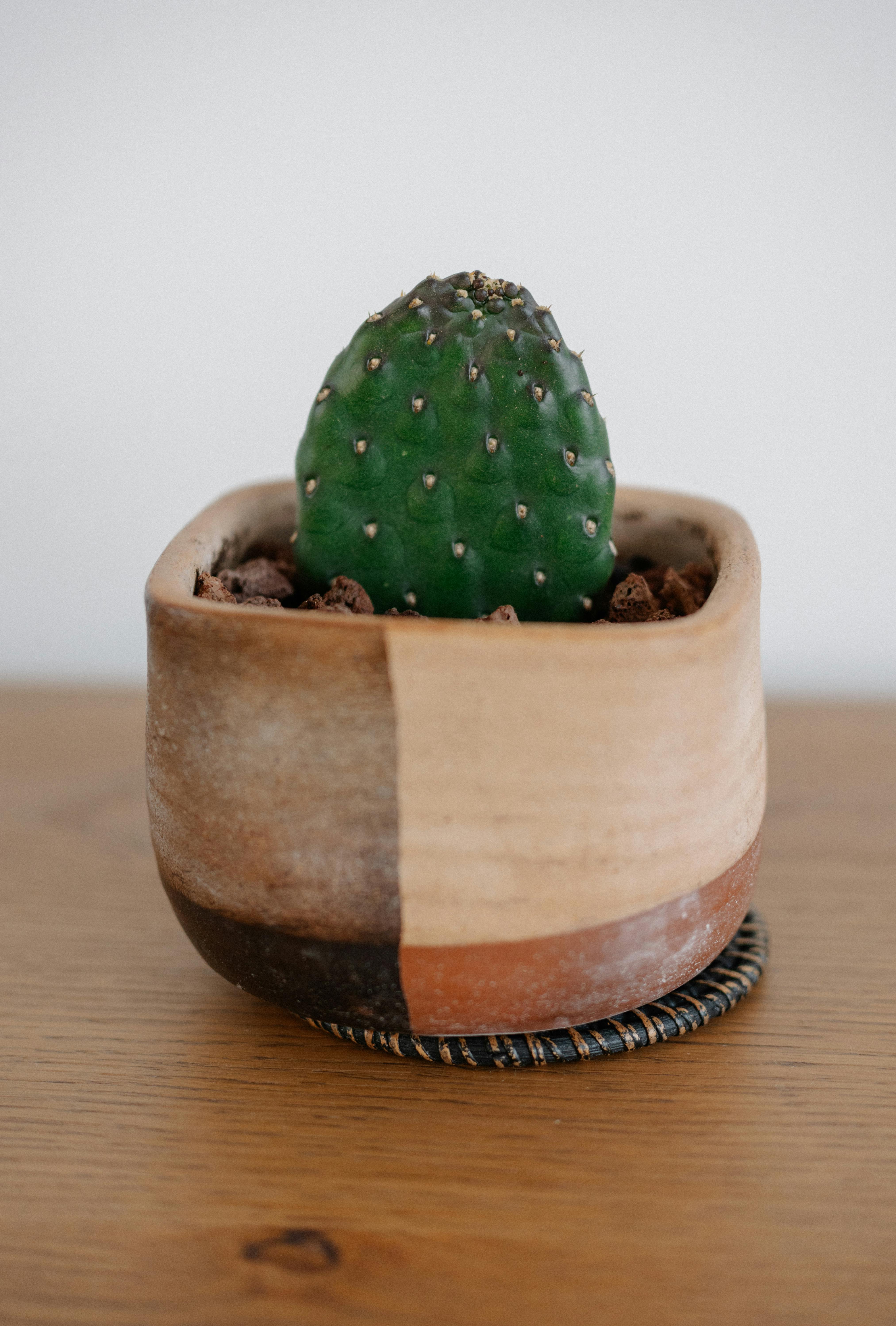 Gratuit Un mic cactus verde stă într-un ghiveci ceramic maro minimalist, pe o suprafață de lemn. Fotografie de stoc