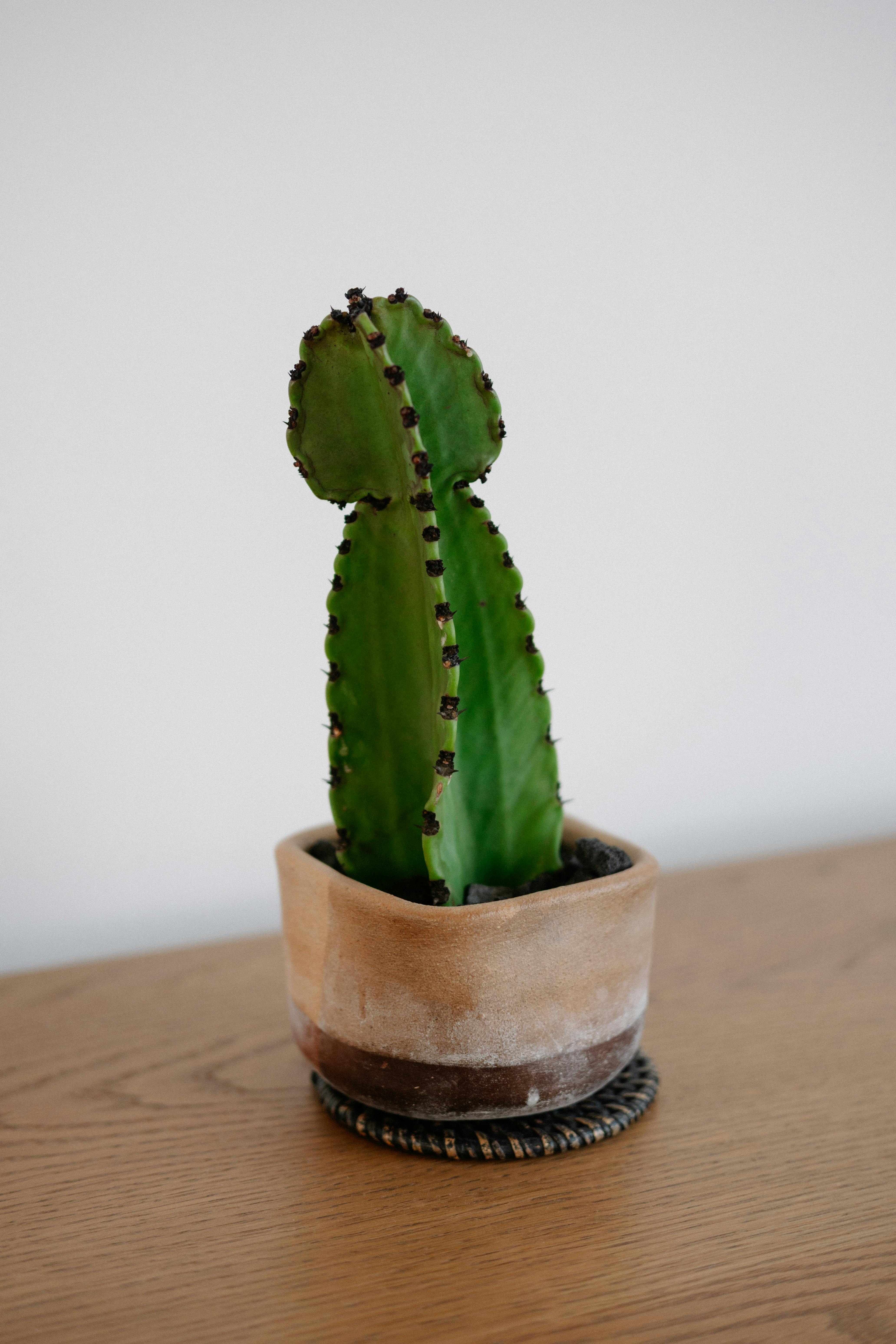gratis Een levendige cactus staat elegant in een rustieke pot op een houten tafel, prachtig vastgelegd door het natuurlijke licht. Stockfoto