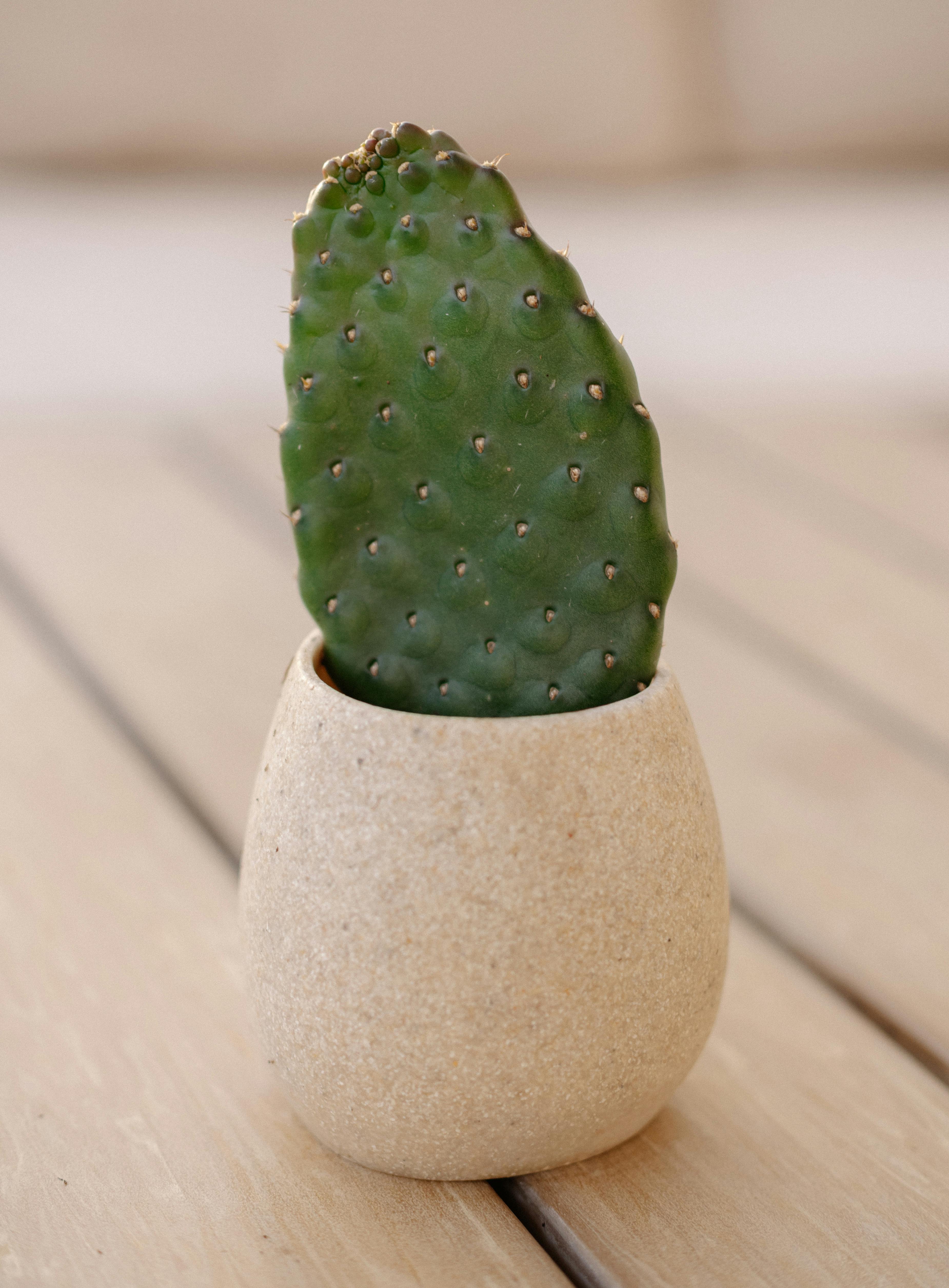 Free Minimalist cactus portrait in a simple beige pot on wooden surface. Stock Photo