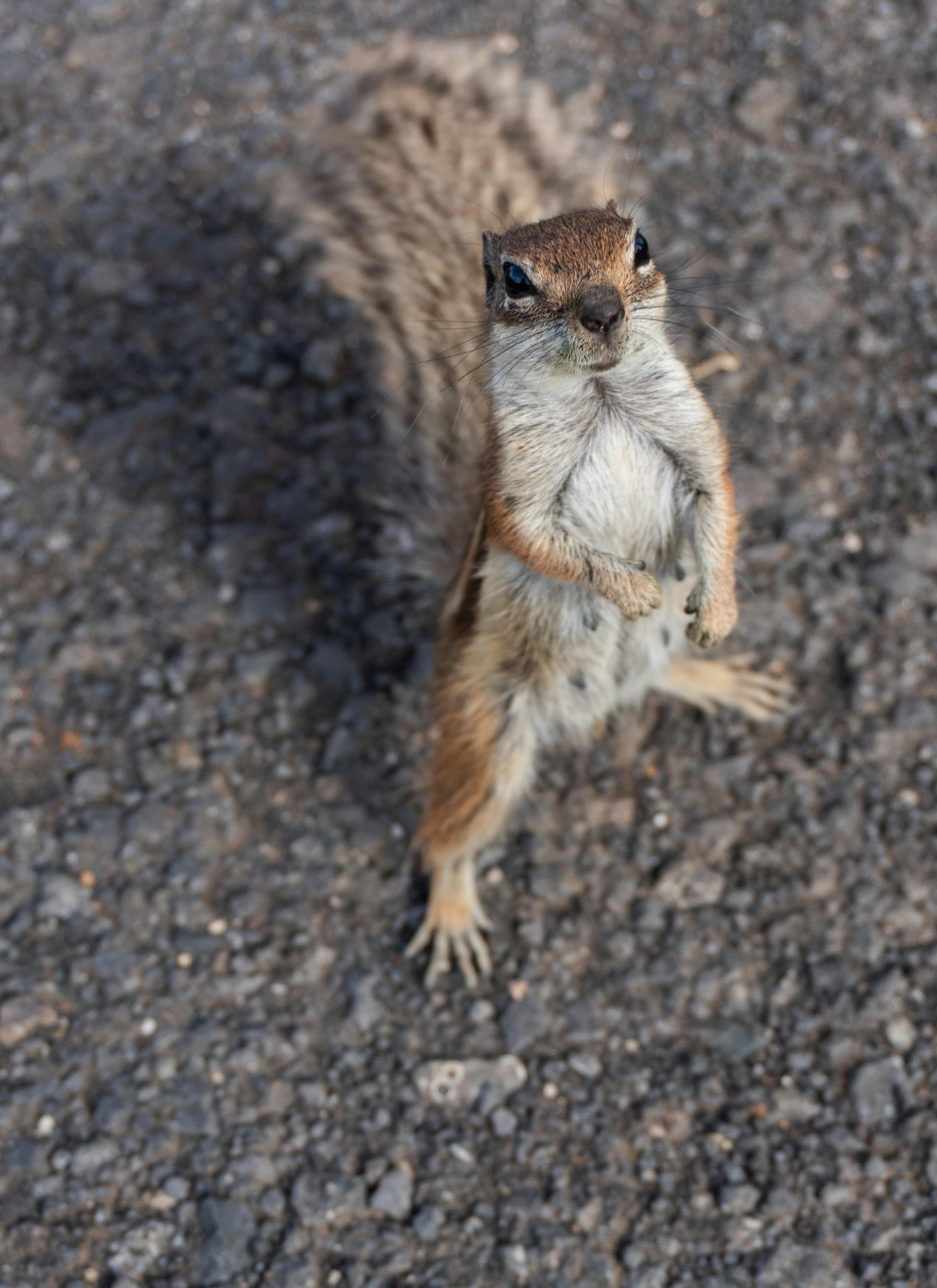 Gratis Immagine gratuita di adorabile, ambiente, animale Foto a disposizione