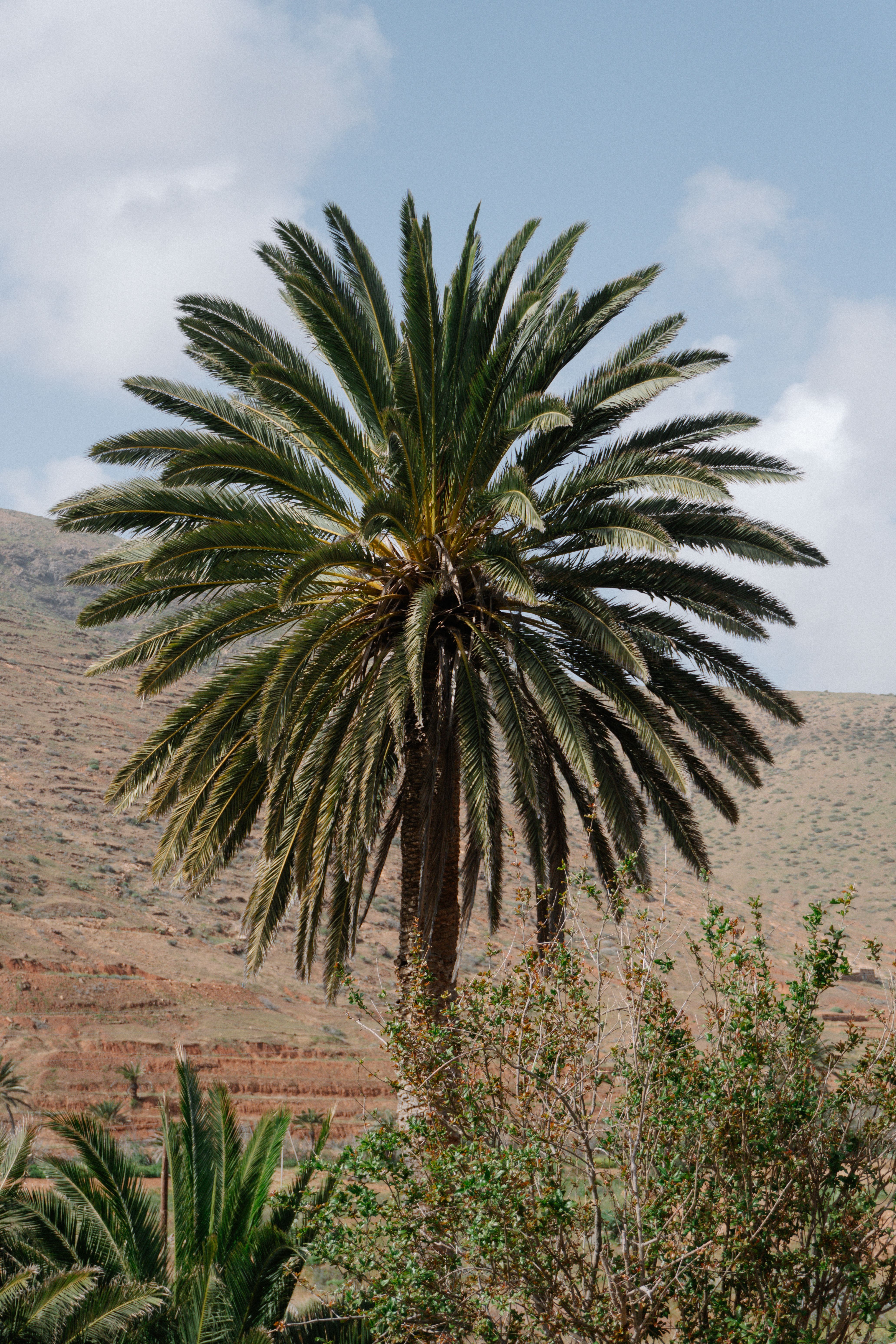 A majestic palm tree stands tall in an arid desert setting, contrasting against a cloudy sky.