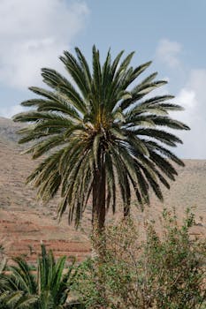 上相, 优美的风景, 凤凰凤凰 的 免费素材图片 - 相关推荐