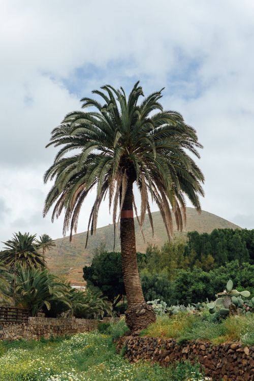 Free A tall palm tree standing majestically in a verdant, scenic landscape with cloudy skies. Stock Photo