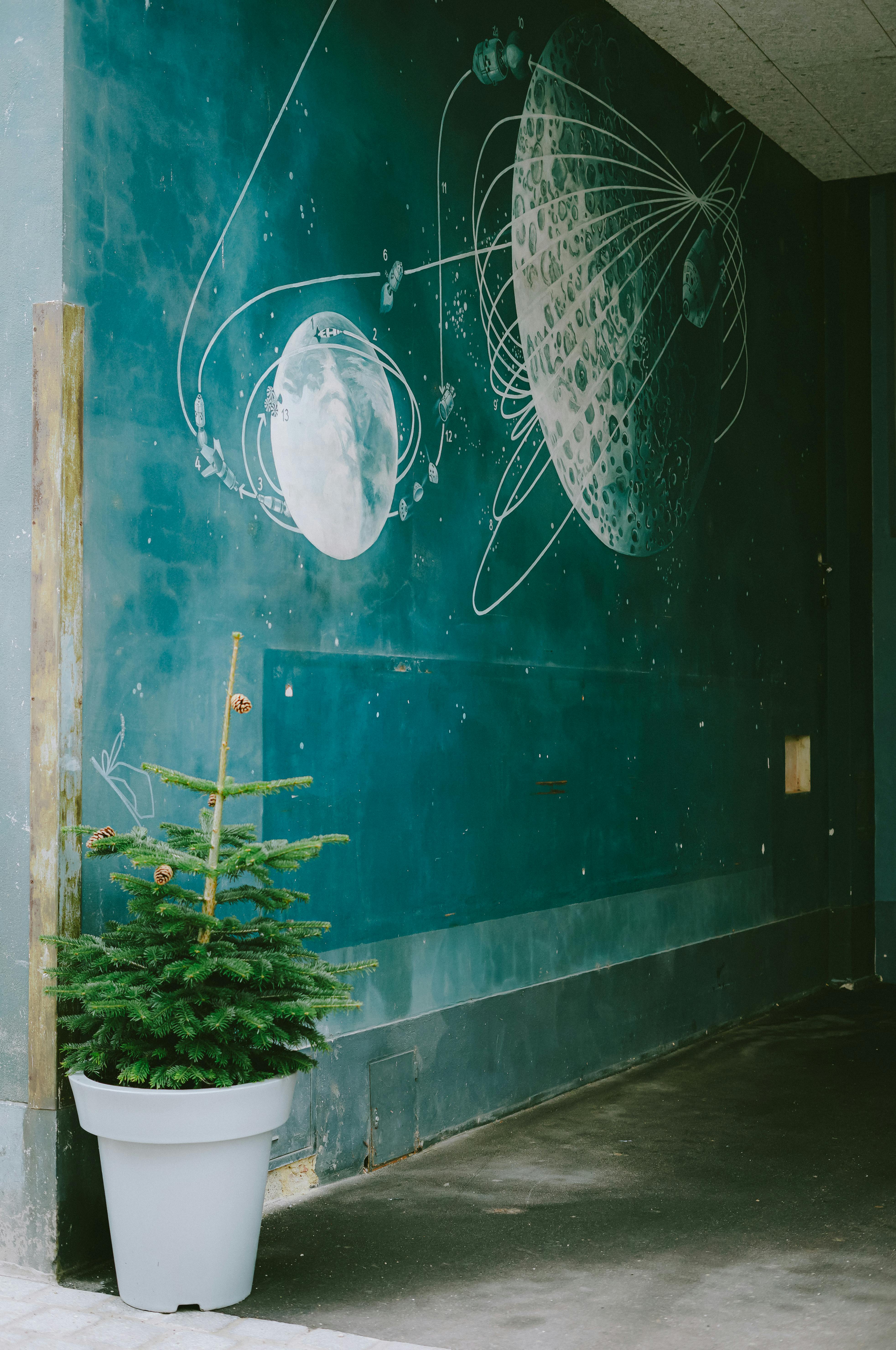 Gratuit Pictură murală unică de artă stradală cu tematică celestă și brad în ghiveci în Saint Pölten. Fotografie de stoc