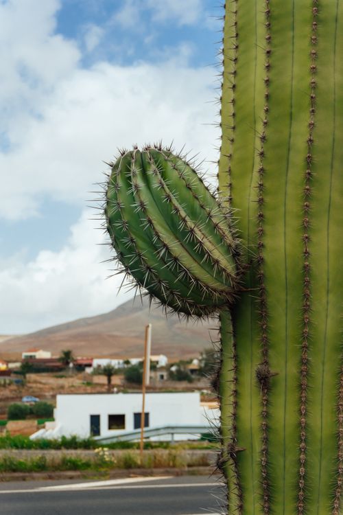Free Detailed view of a cactus with a desert background and clear sky. Stock Photo