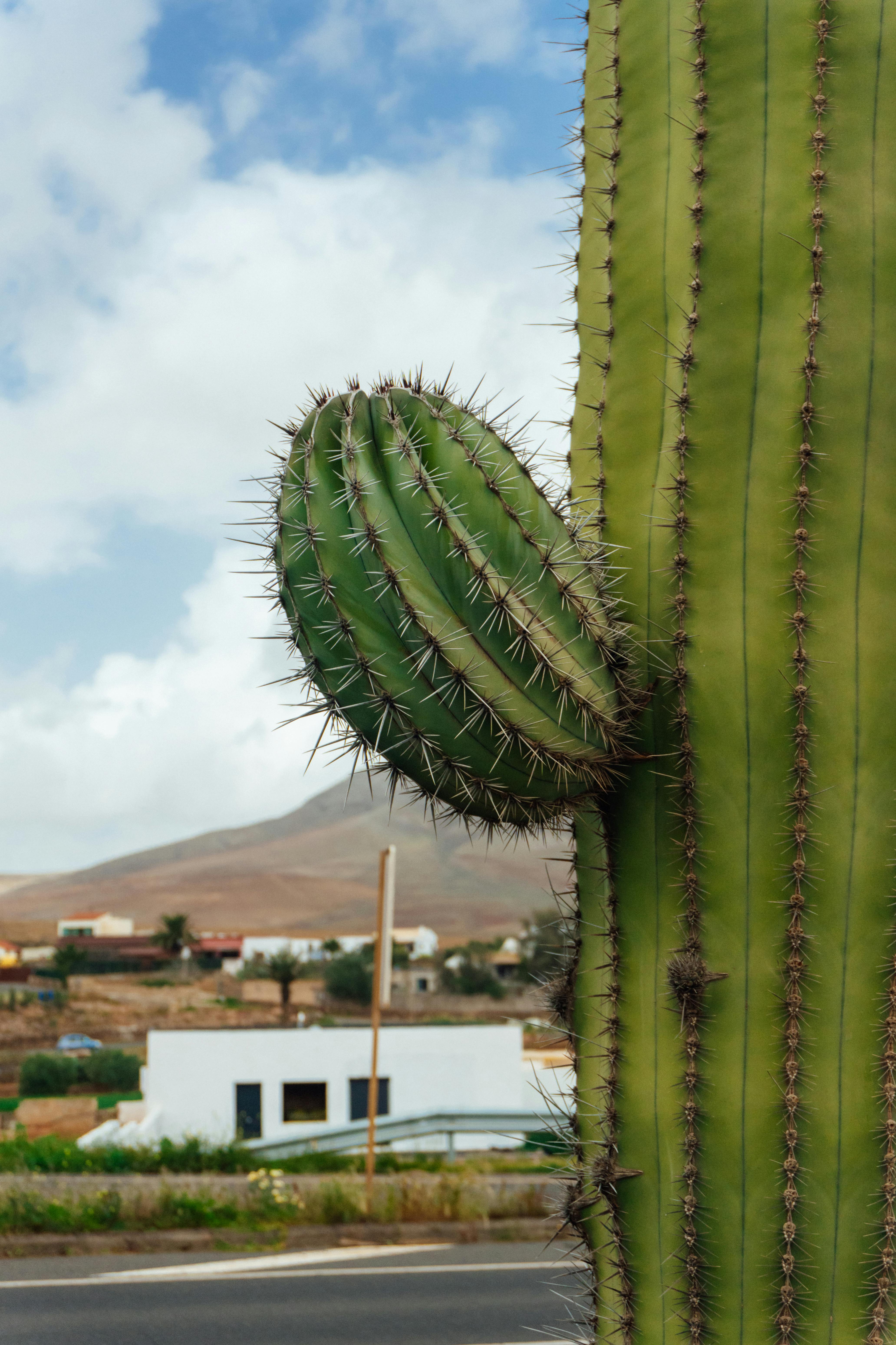 Ücretsiz Çöl manzarası ve berrak gökyüzü önünde bir kaktüsün detaylı görüntüsü. Stok Fotoğraflar