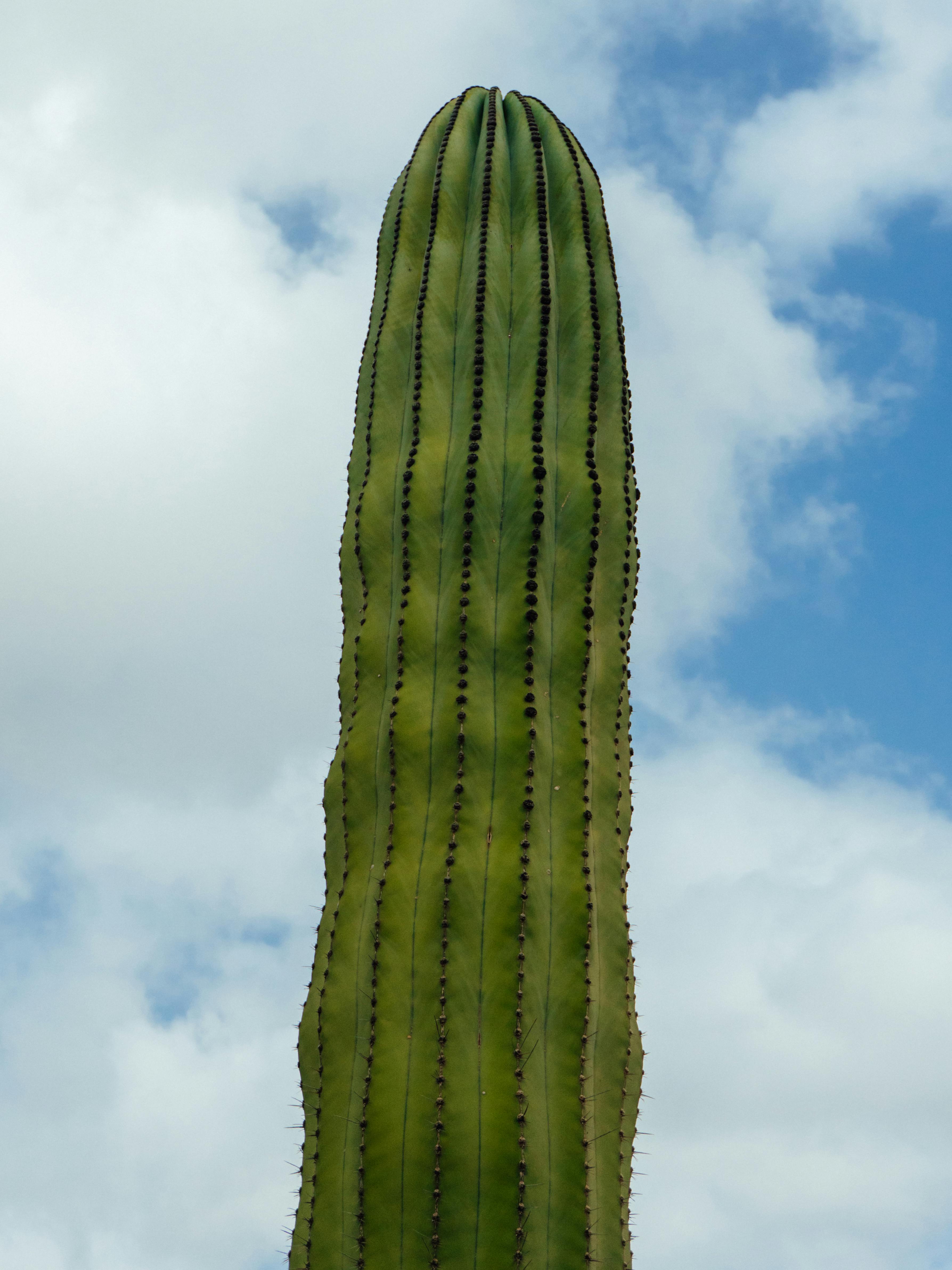 Gratis Maestosi cactus saguaro si stagliano contro un cielo azzurro nuvoloso, catturando l'essenza dei paesaggi desertici. Foto a disposizione