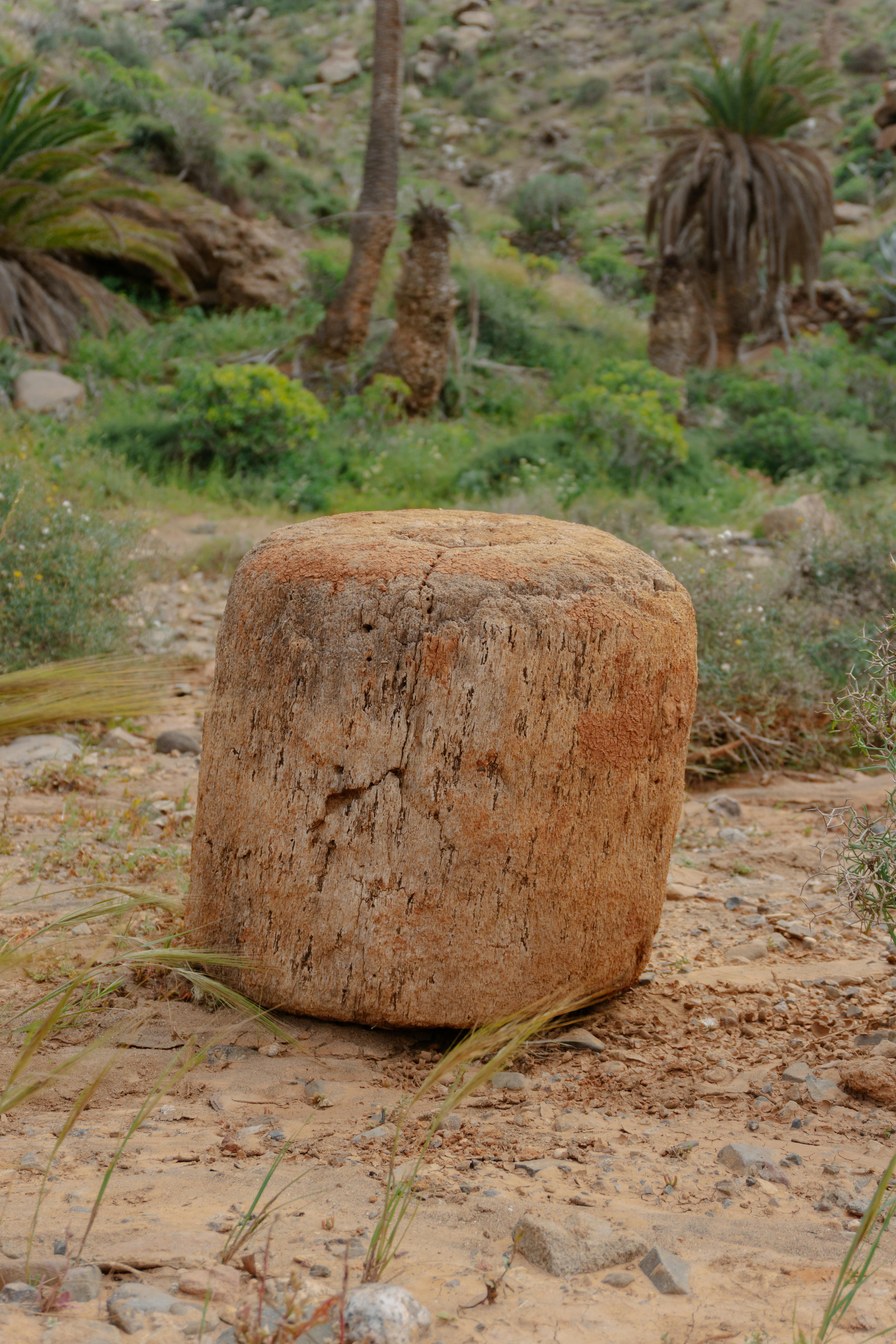 gratis Een verweerde boomstronk te midden van rotsachtig terrein en groen, die de natuurlijke schoonheid tentoonstelt. Stockfoto
