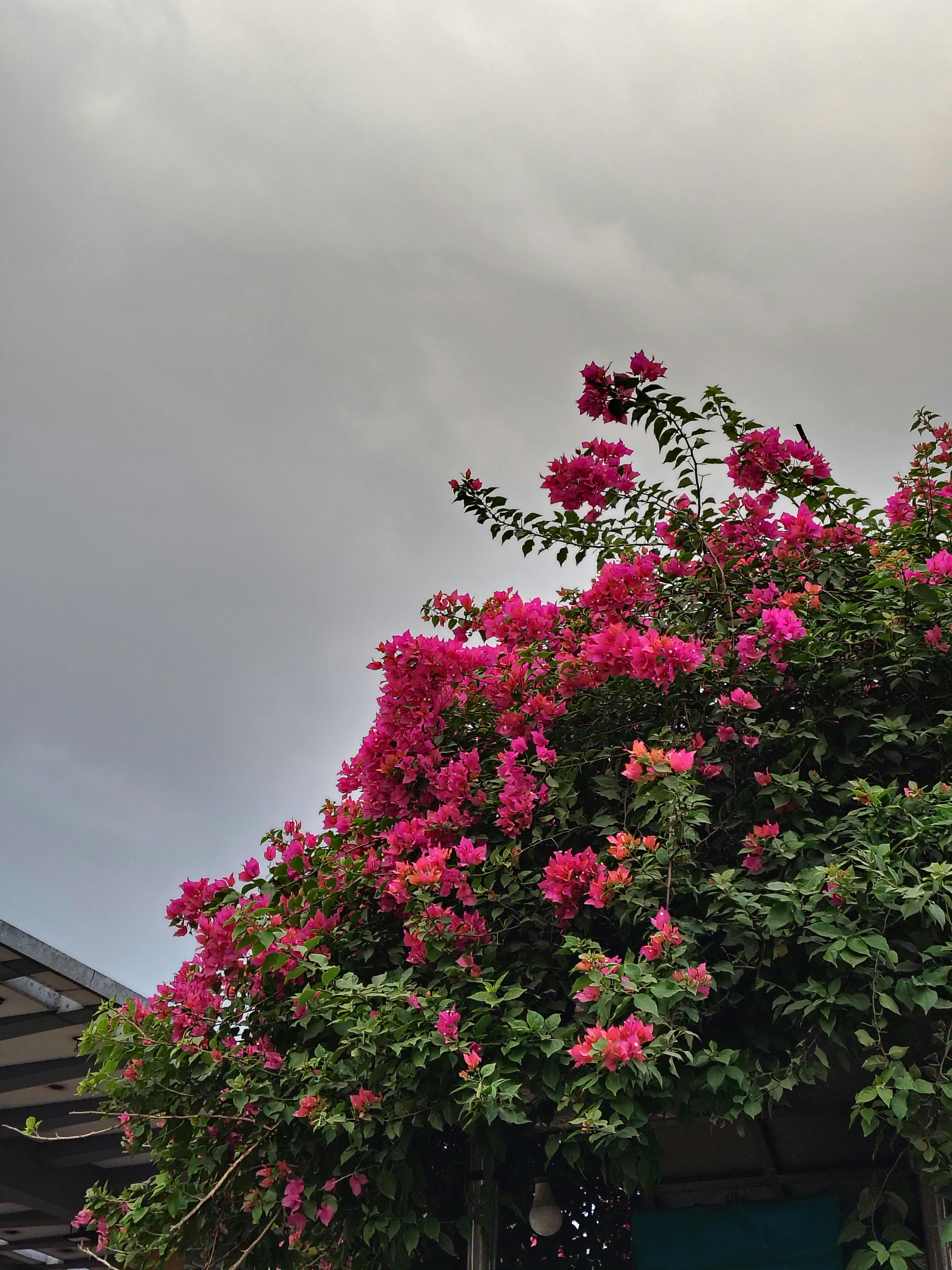 無料 バングラデシュのダッカでは、鮮やかなピンク色のブーゲンビリアの花が満開になり、曇り空とのコントラストが美しい。 写真素材