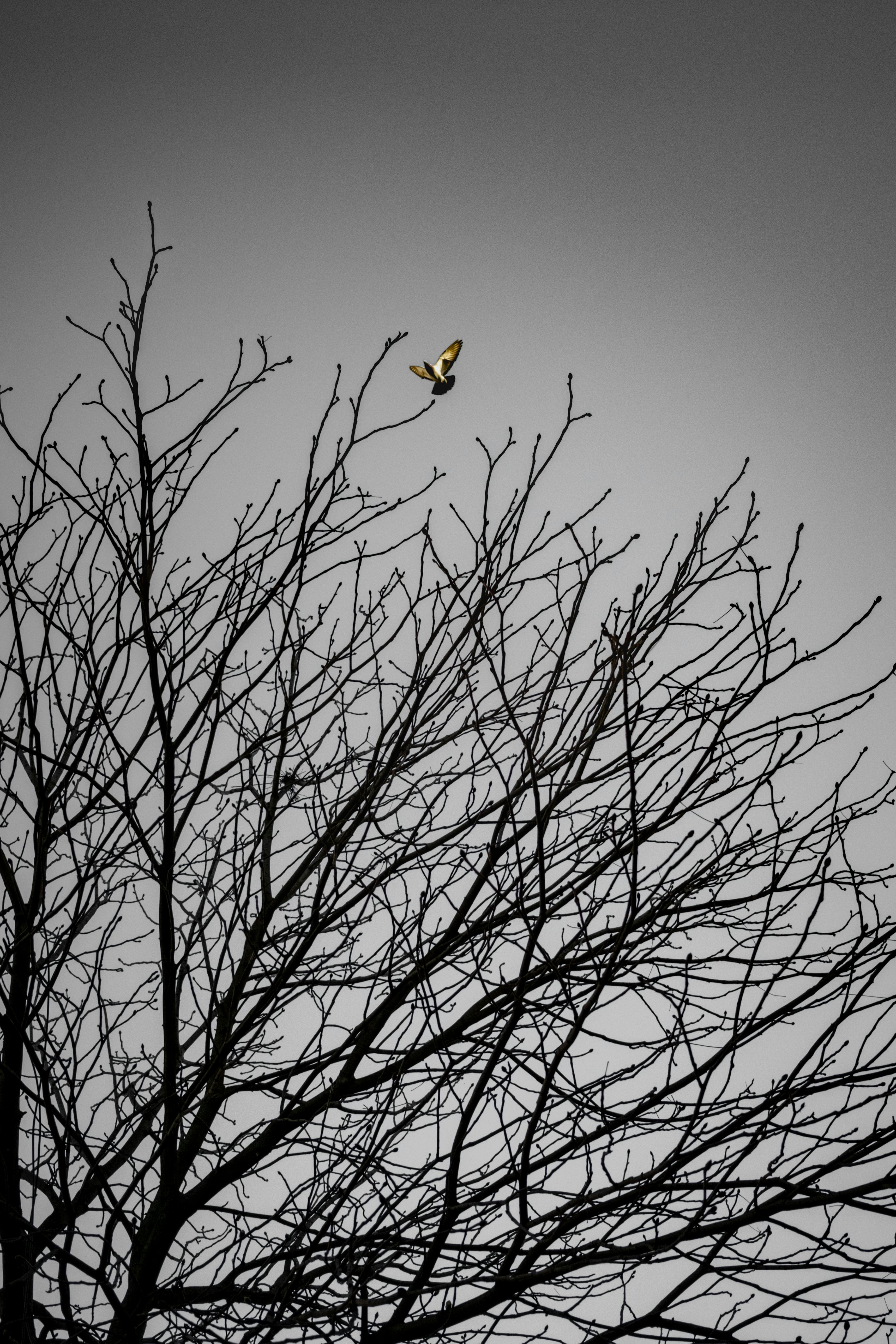 De franc Un ocell solitari vola sobre les branques nues i austeres d'un arbre contra un cel monocrom, capturant l'essència de l'hivern. Foto d'estoc