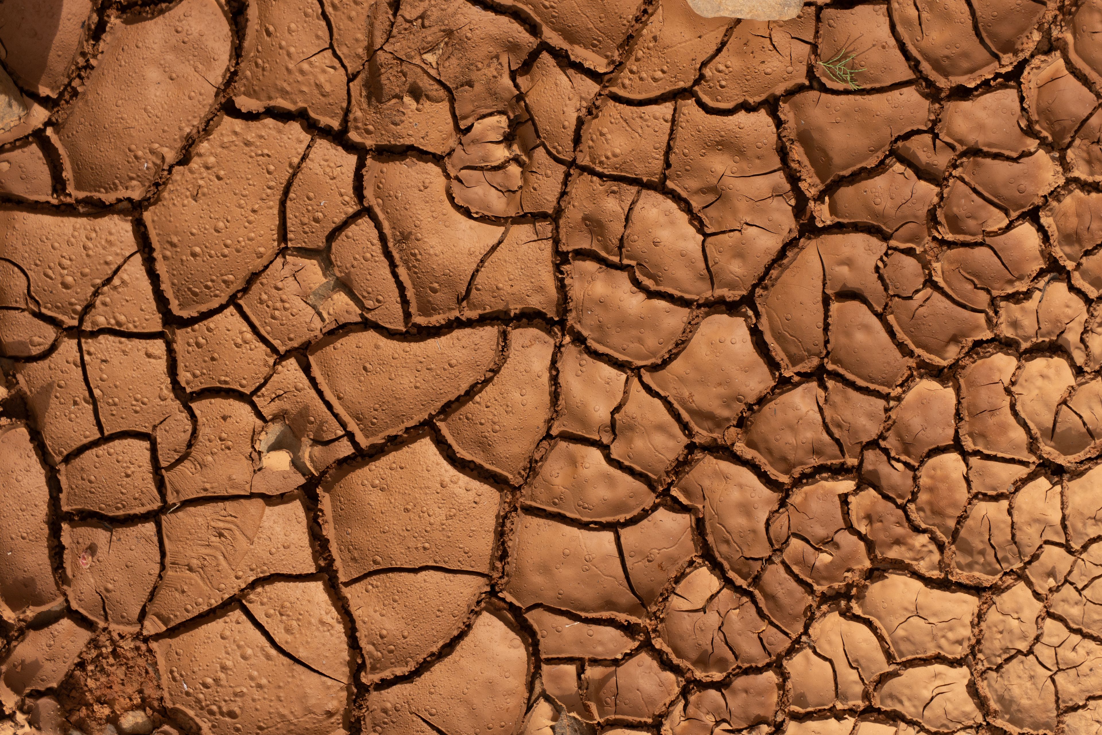Doñana National Park dried wetland cracked mud