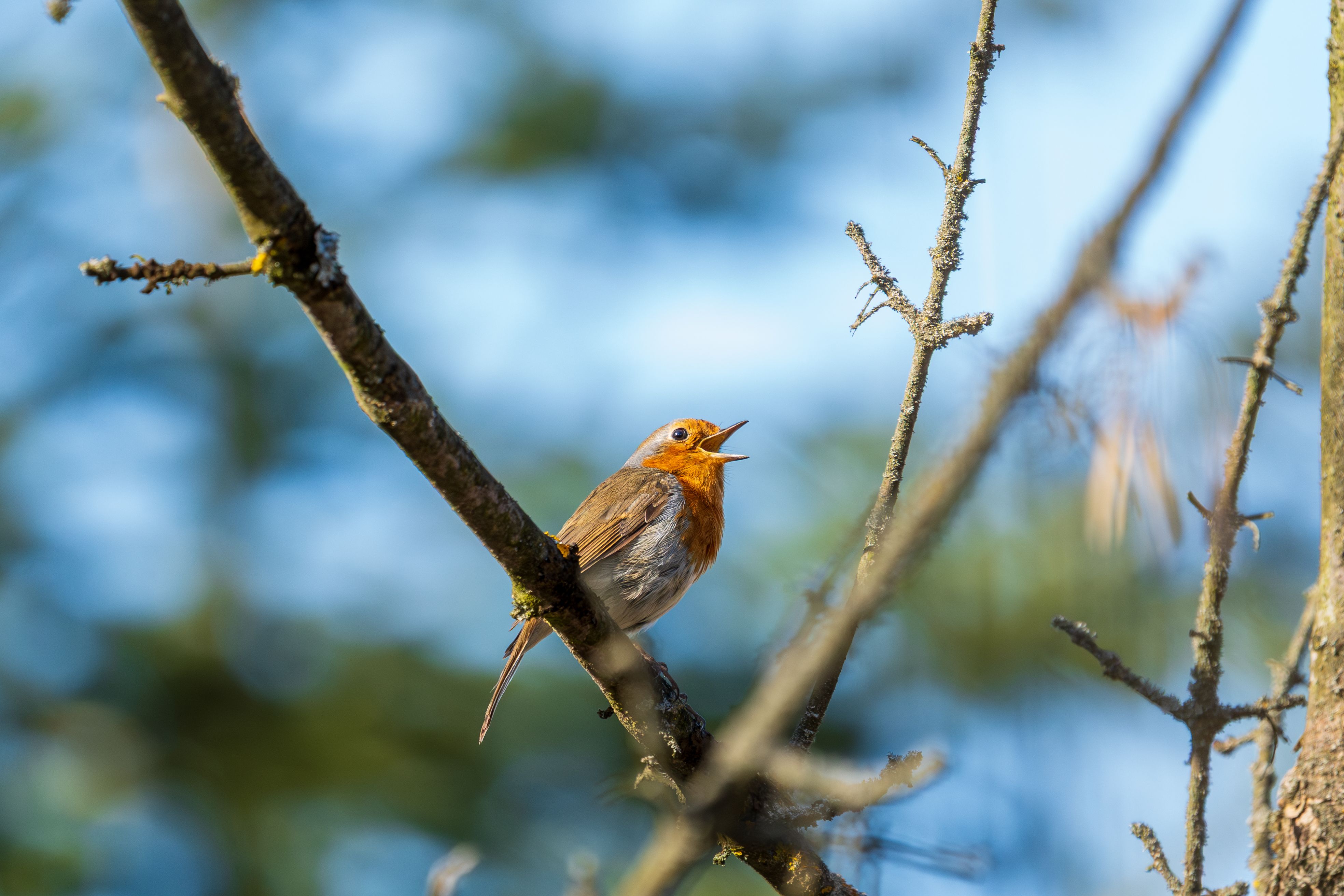 Birdsong data from Merlin ID app to help global biodiversity project