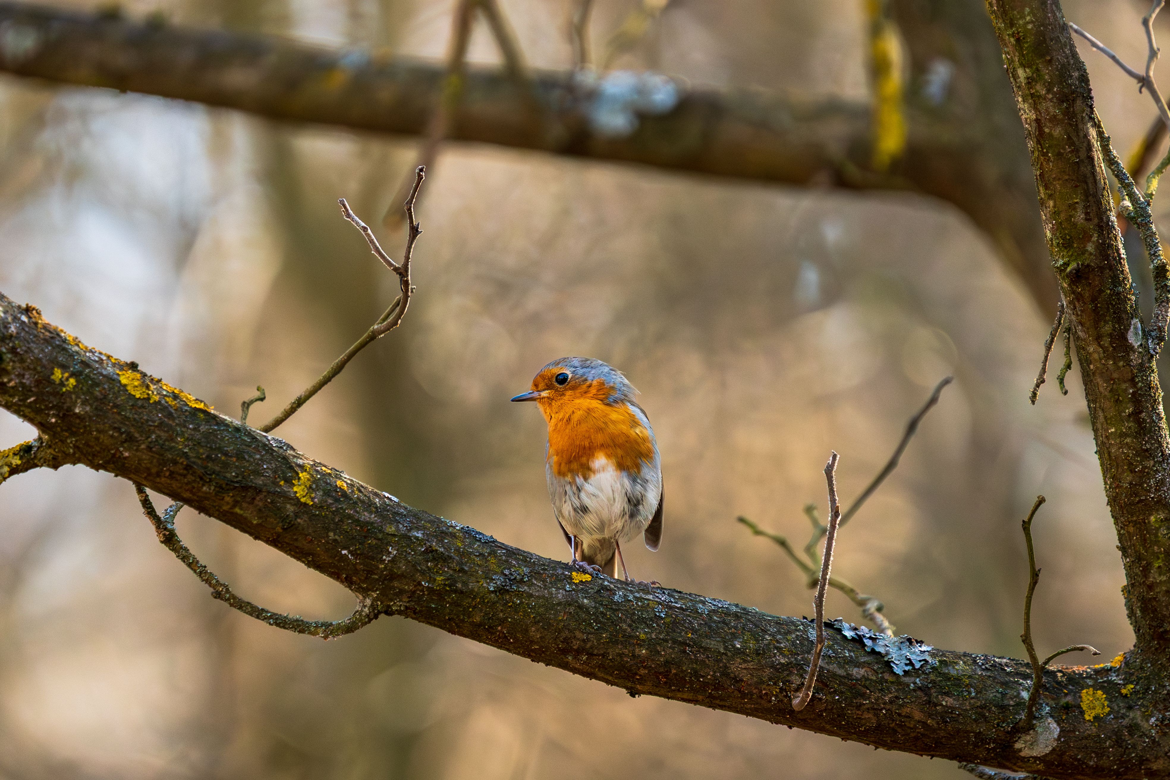 European Robin on Forest Tree Branch · Free Stock Photo