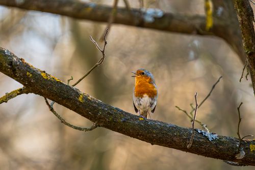 Free A detailed shot of a European Robin (Erithacus rubecula) perched on a branch during winter. Stock Photo