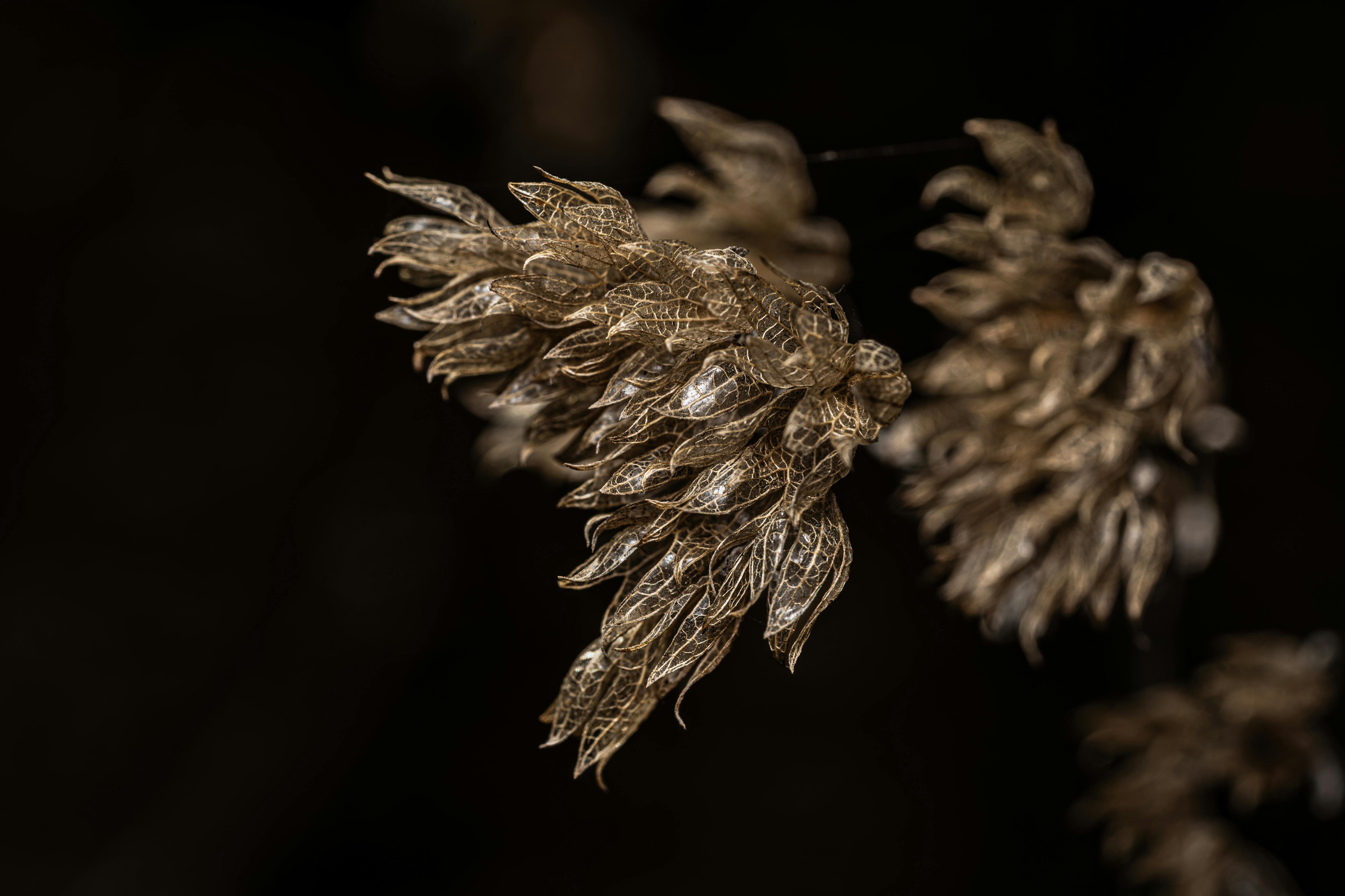 Gratis Detaljert makrofotografi av intrikate tørkede blomster med en mørk bakgrunn. Arkivbilde