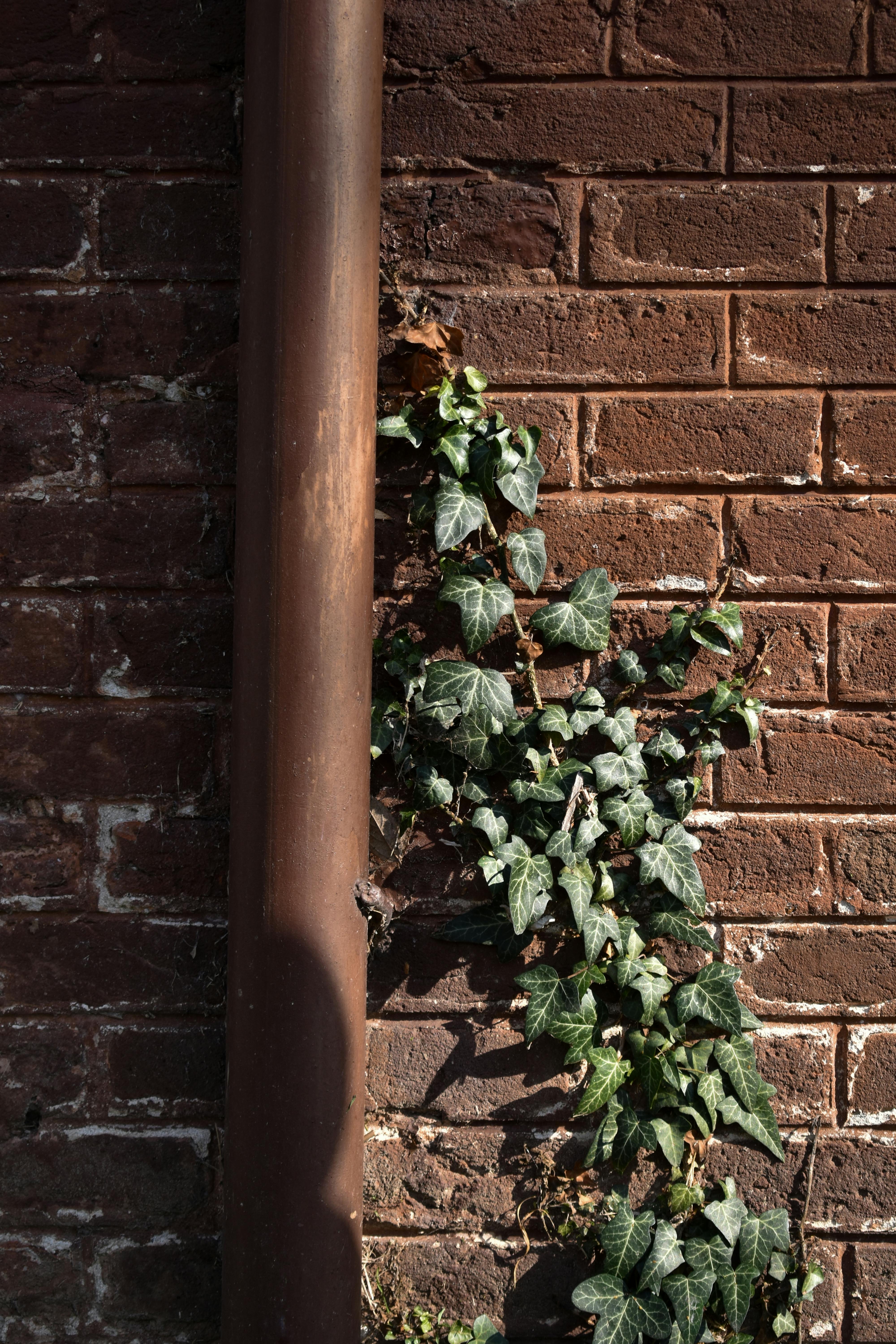 Gratuit Un zid rustic de cărămidă cu iederă verde vibrantă care se cățără lângă o țeavă, prezentând natura urbană. Fotografie de stoc