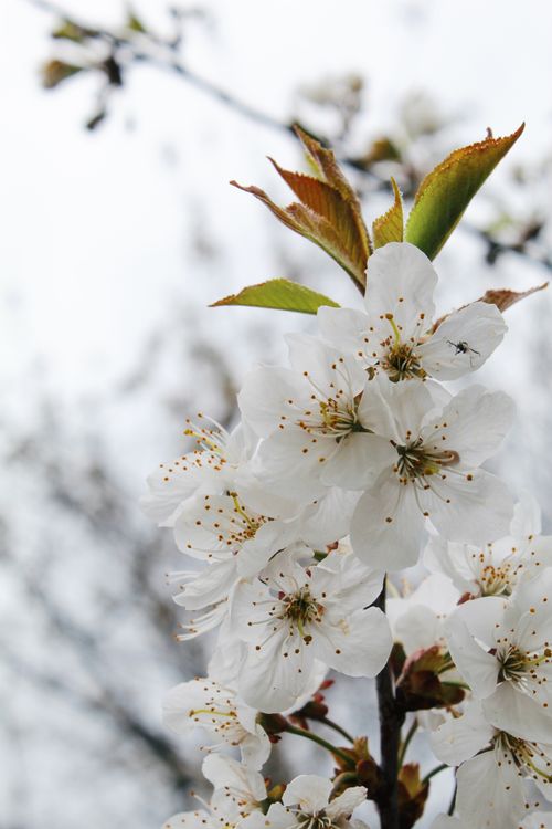 Free Detailed view of white cherry blossom flowers in spring with a soft-focus background. Stock Photo