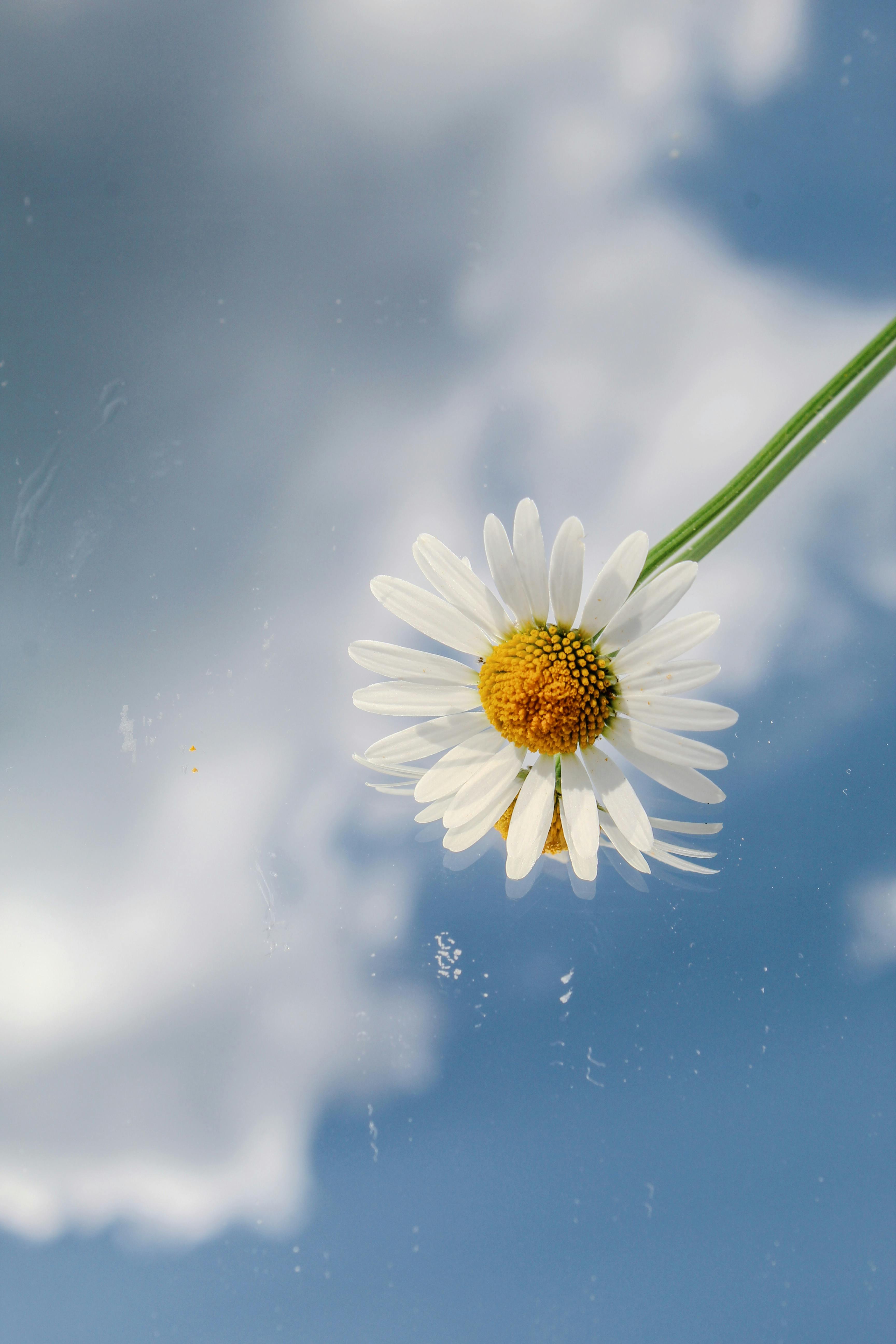 Gratis En enkelt tusenfryd skiller seg ut mot en blå himmel med luftige skyer i en minimalistisk setting. Arkivbilde