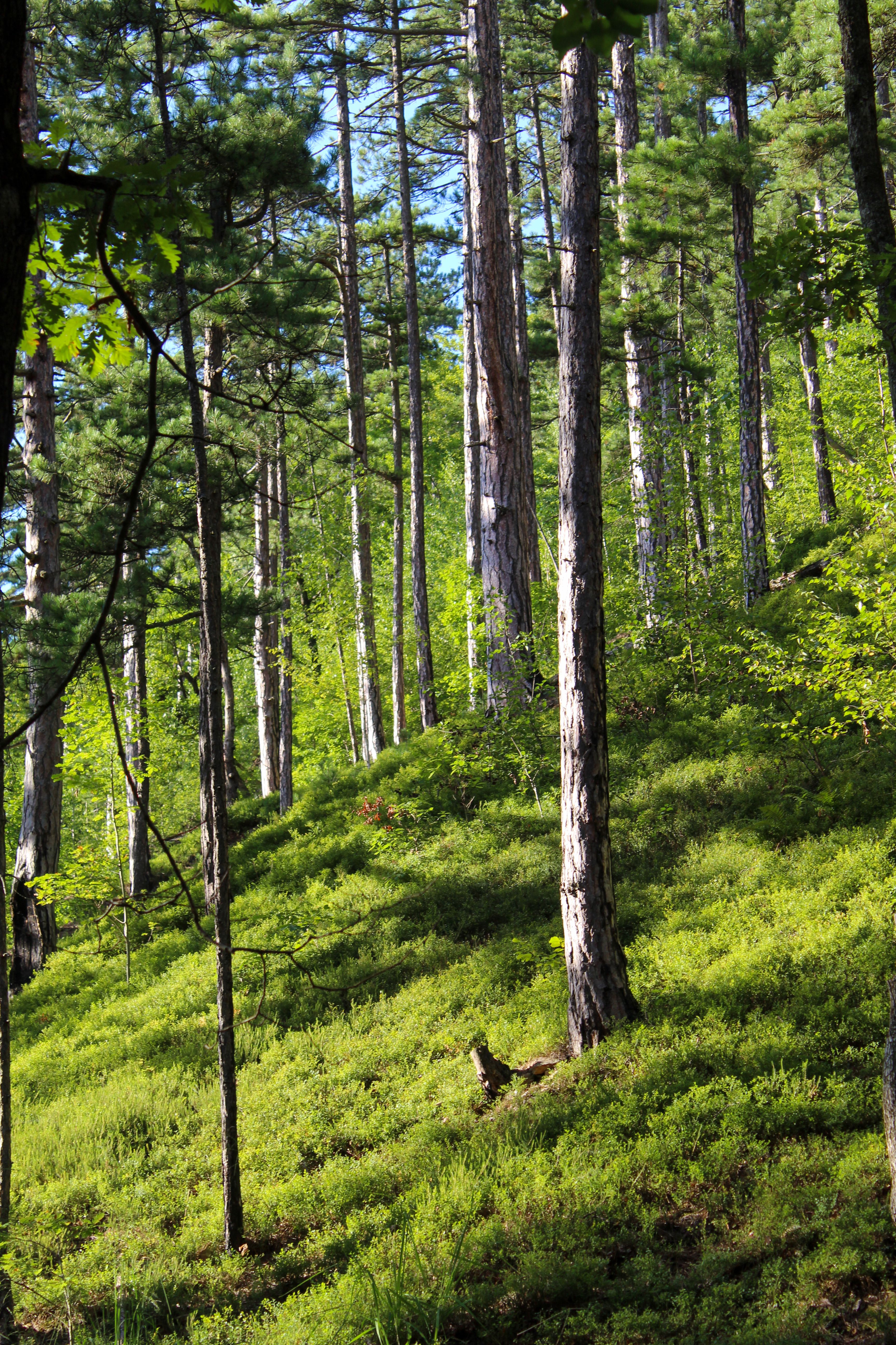 Lush Green Forest with Tall Pine Trees · Free Stock Photo