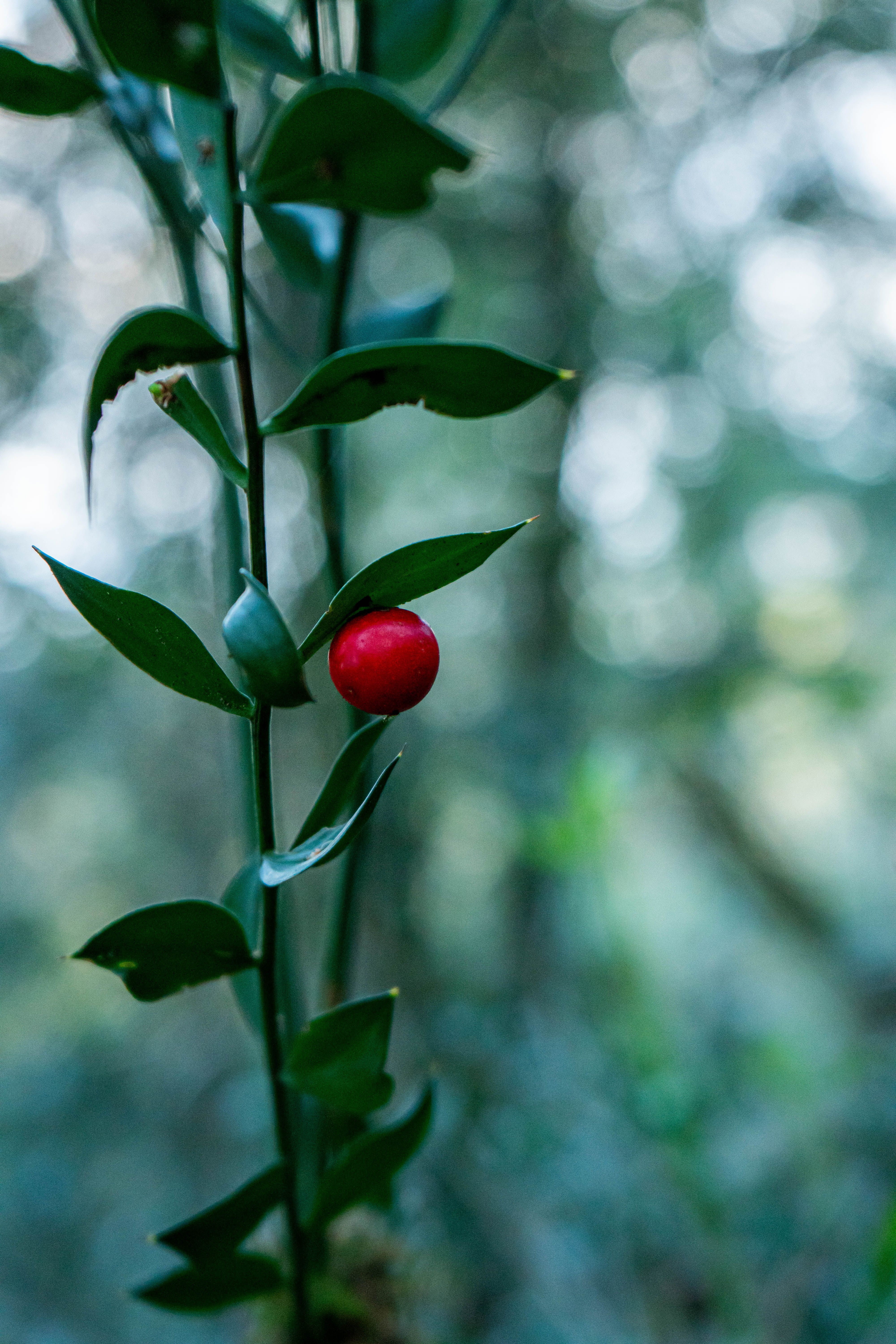 Vibrant Red Berry on Ruscus Plant Stem · Free Stock Photo