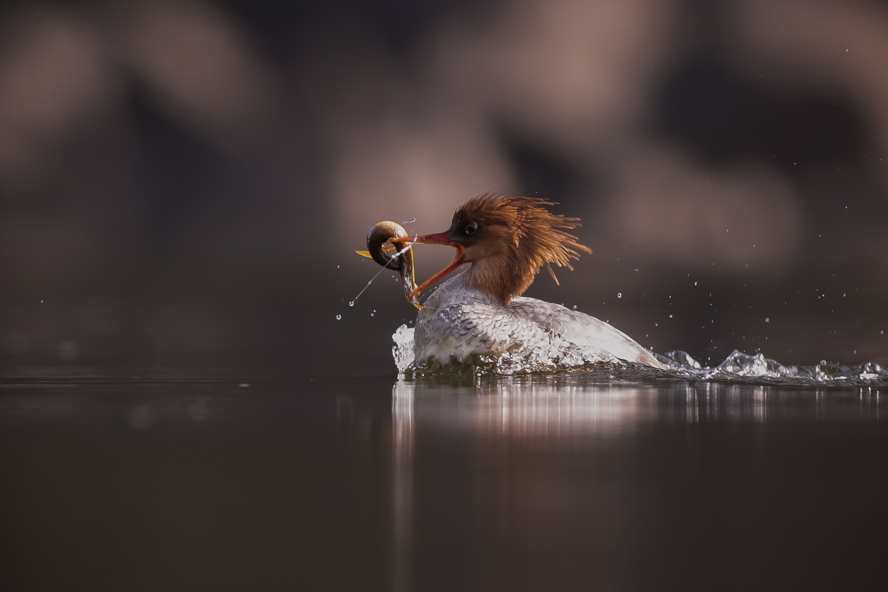 A Common Merganser dives in the water in search of fish during sunset in Guangzhou, China.