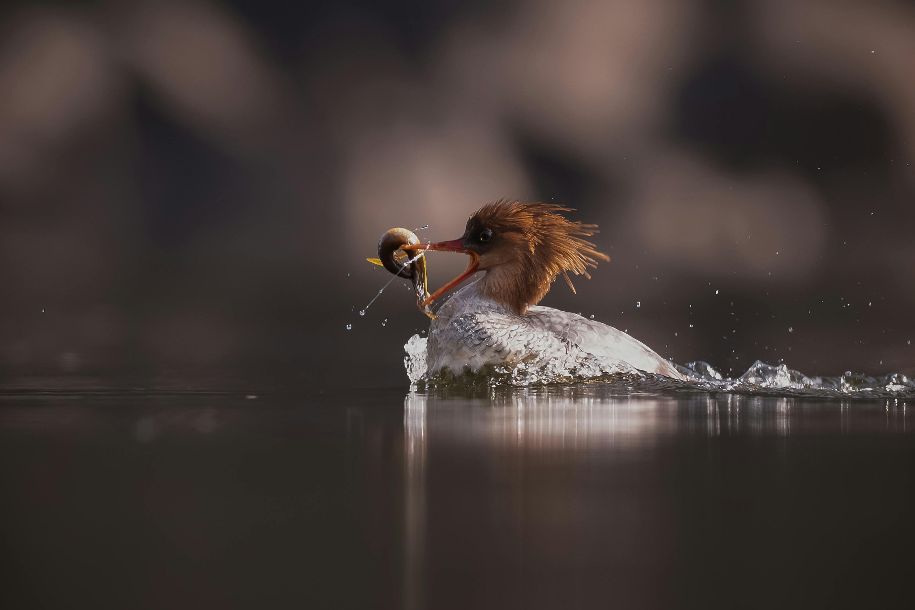 Ücretsiz Çin'in Guangzhou kentinde gün batımı sırasında bir deniz ördeği balık aramak için suya dalıyor. Stok Fotoğraflar