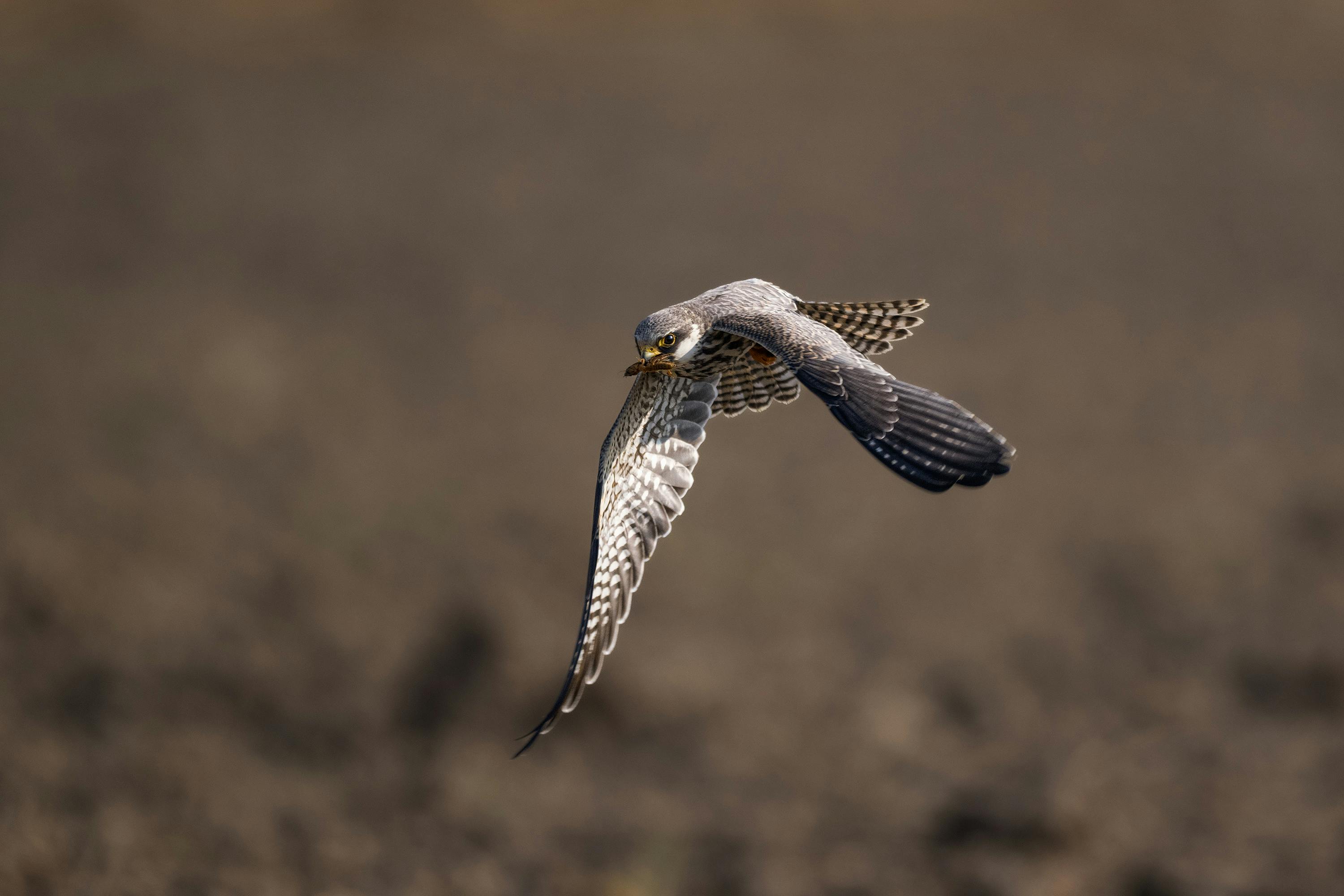 7kW AC 智能充电桩