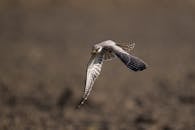 Close-up of a Falcon in Flight in Guangzhou