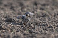 Juvenile Peregrine Falcon in Guangzhou Soil