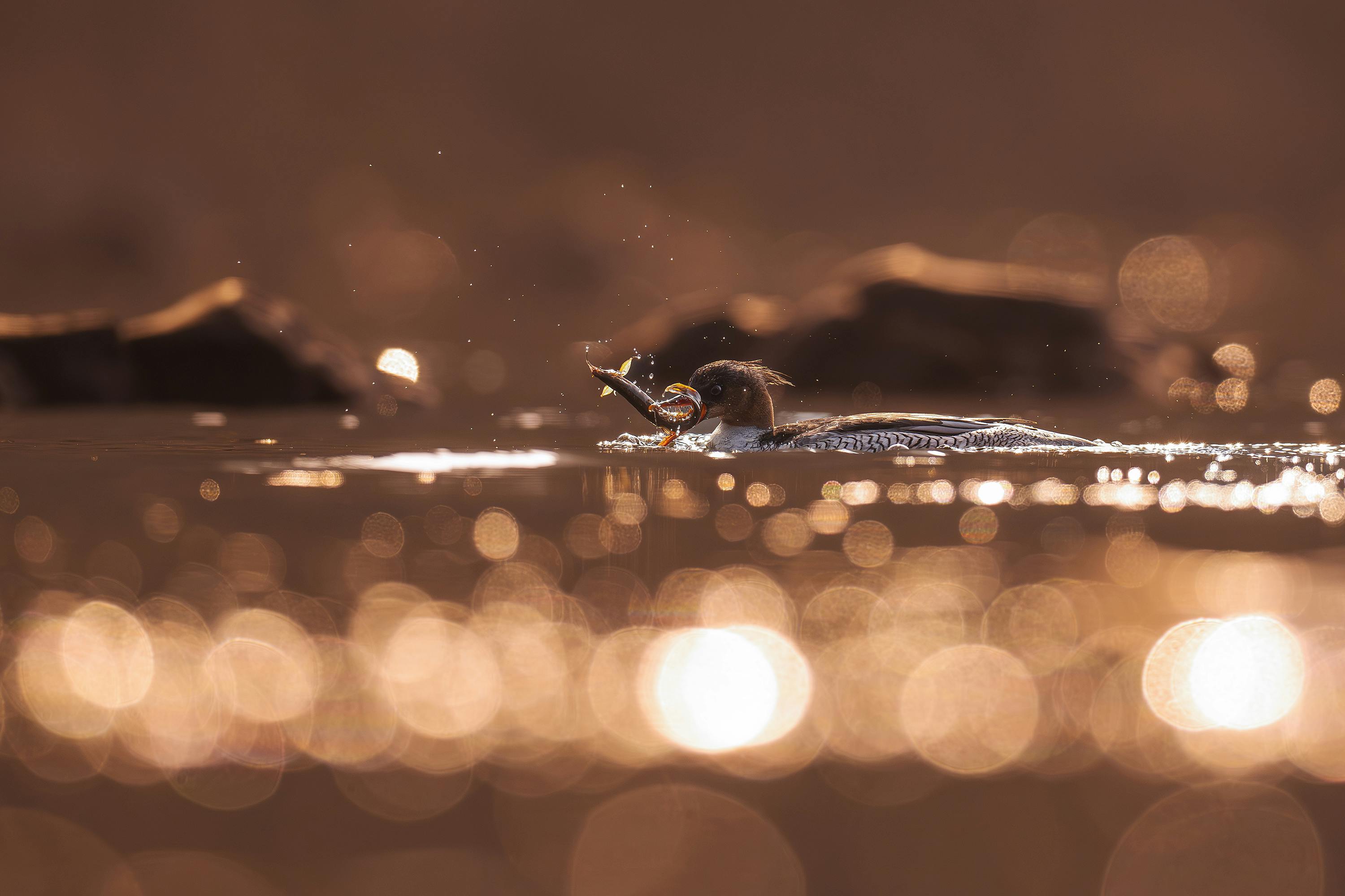 Gratis Un maestoso svasso cattura un pesce al tramonto su un lago illuminato, immortalando un sereno momento di vita selvatica. Foto a disposizione