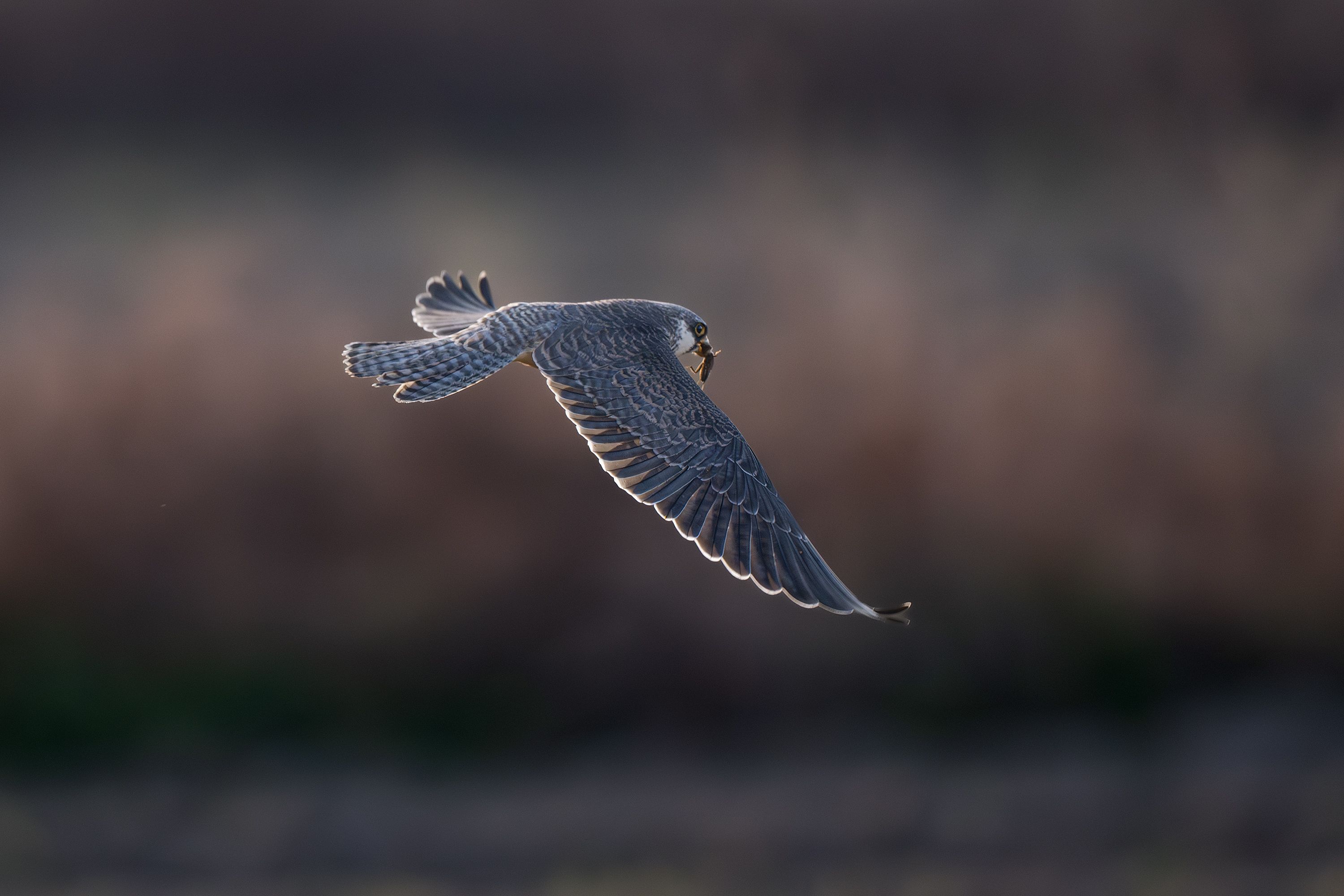 A stunning shot of a peregrine falcon soaring in the sky, highlighting its grace and speed.
