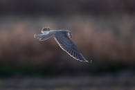 Peregrine Falcon in Mid-flight Over Natural Habitat