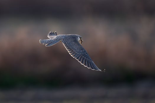 蝙蝠从倒挂状态起飞瞬间
