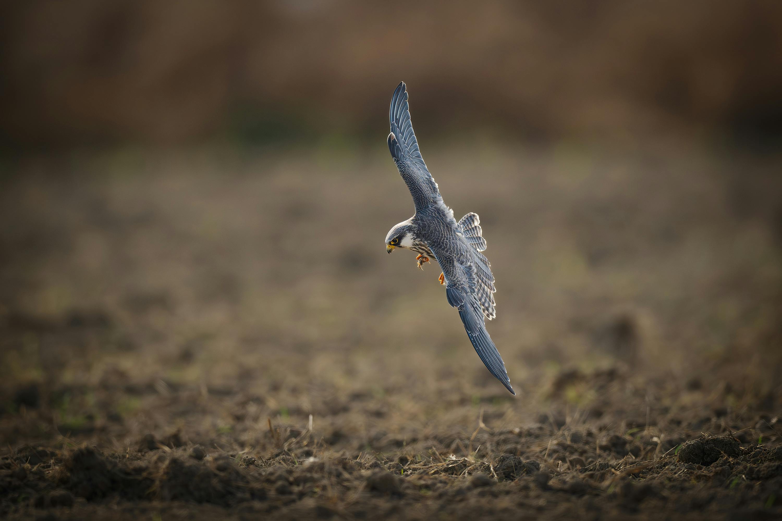 Comparison of a bird with blurry wing tips vs a bird with wings frozen sharp at high shutter speed - shutter speed for bird