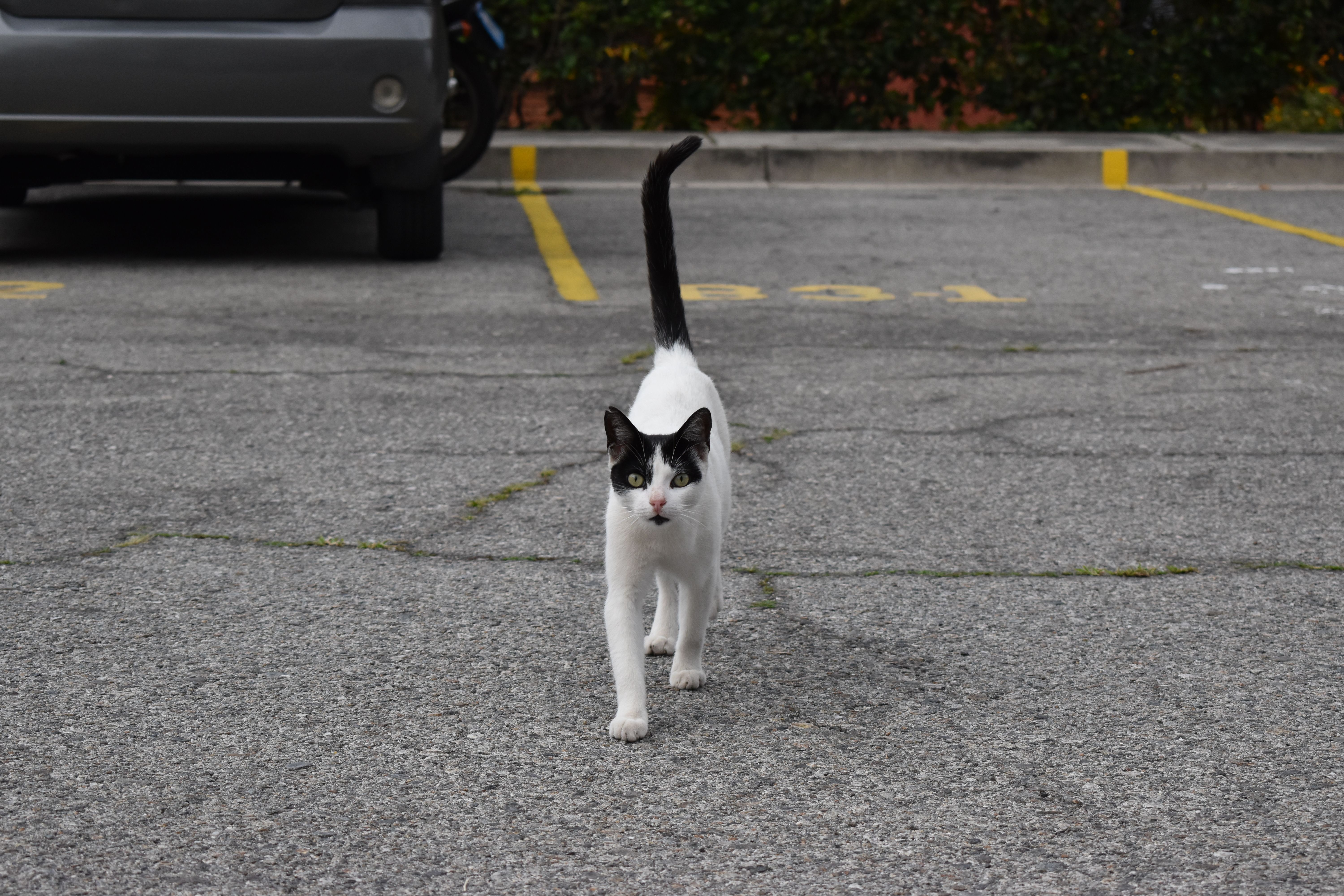 Black and White Cat in Urban Parking Lot · Free Stock Photo