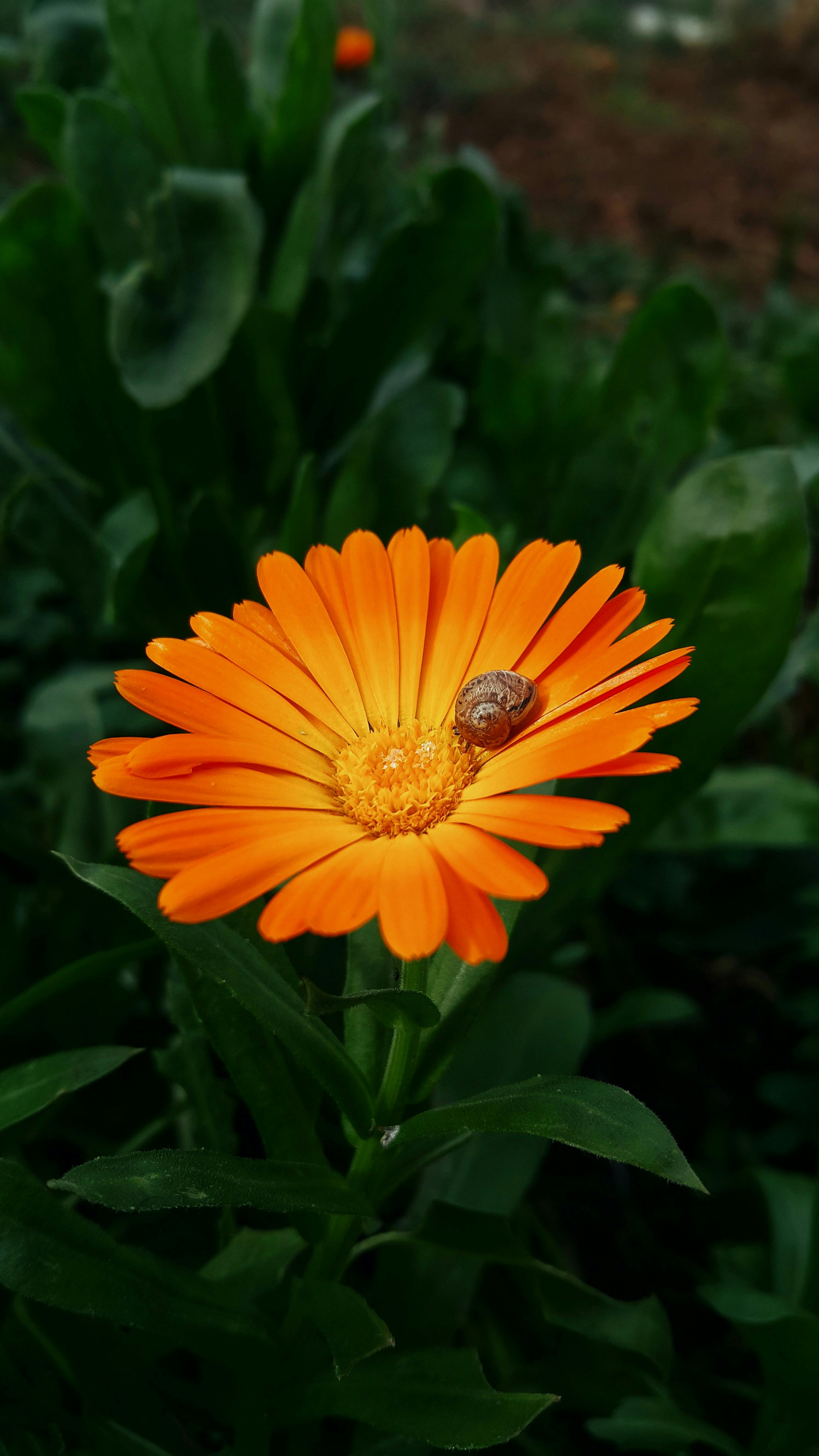 De franc Primer pla d'una flor de calèndula de color taronja brillant amb un cargol en un exuberant entorn de jardí verd. Foto d'estoc