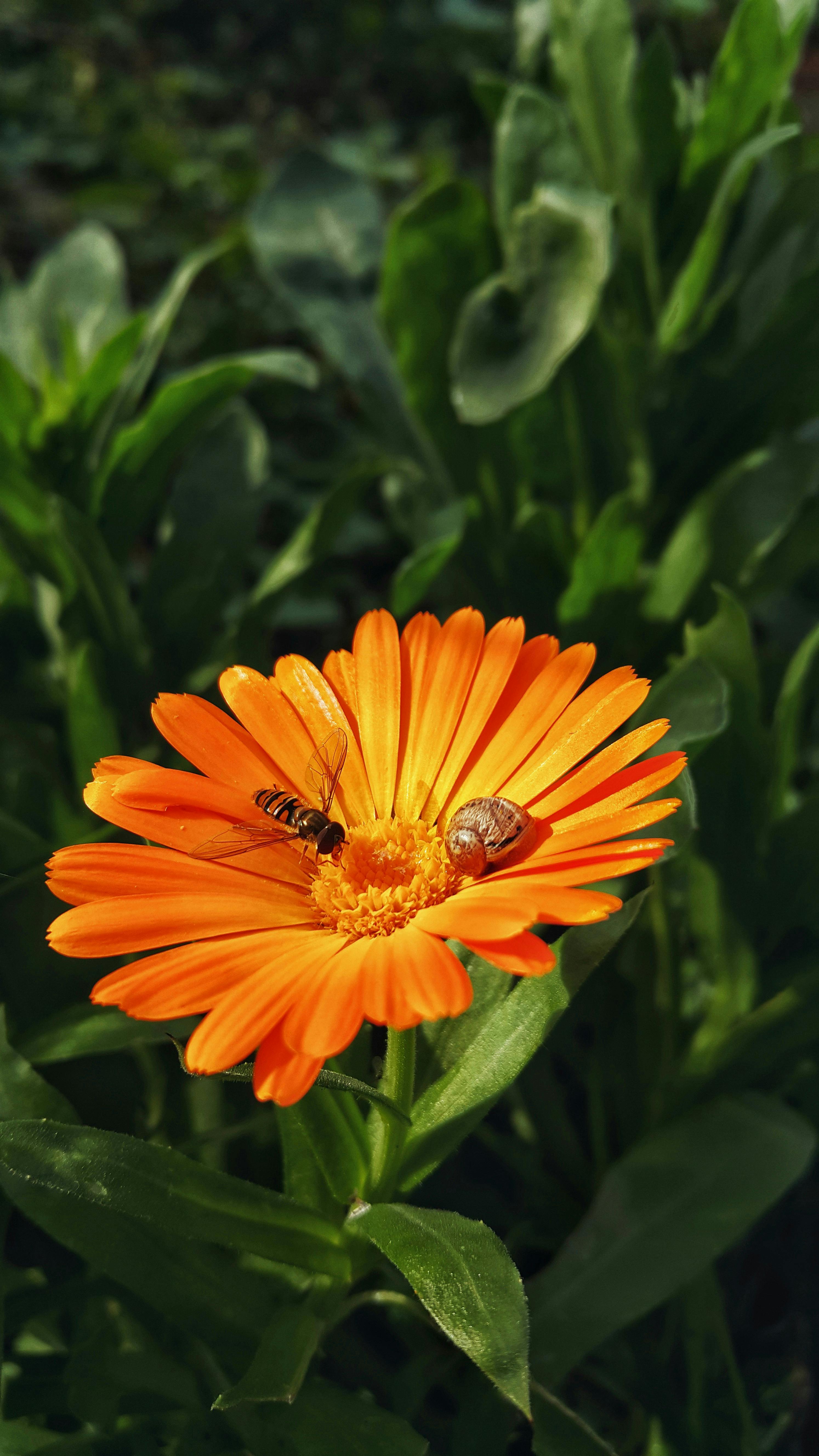 Gratuit Un œillet d'Inde orange vif orné d'un minuscule escargot et d'un insecte dans un jardin extérieur. Photos
