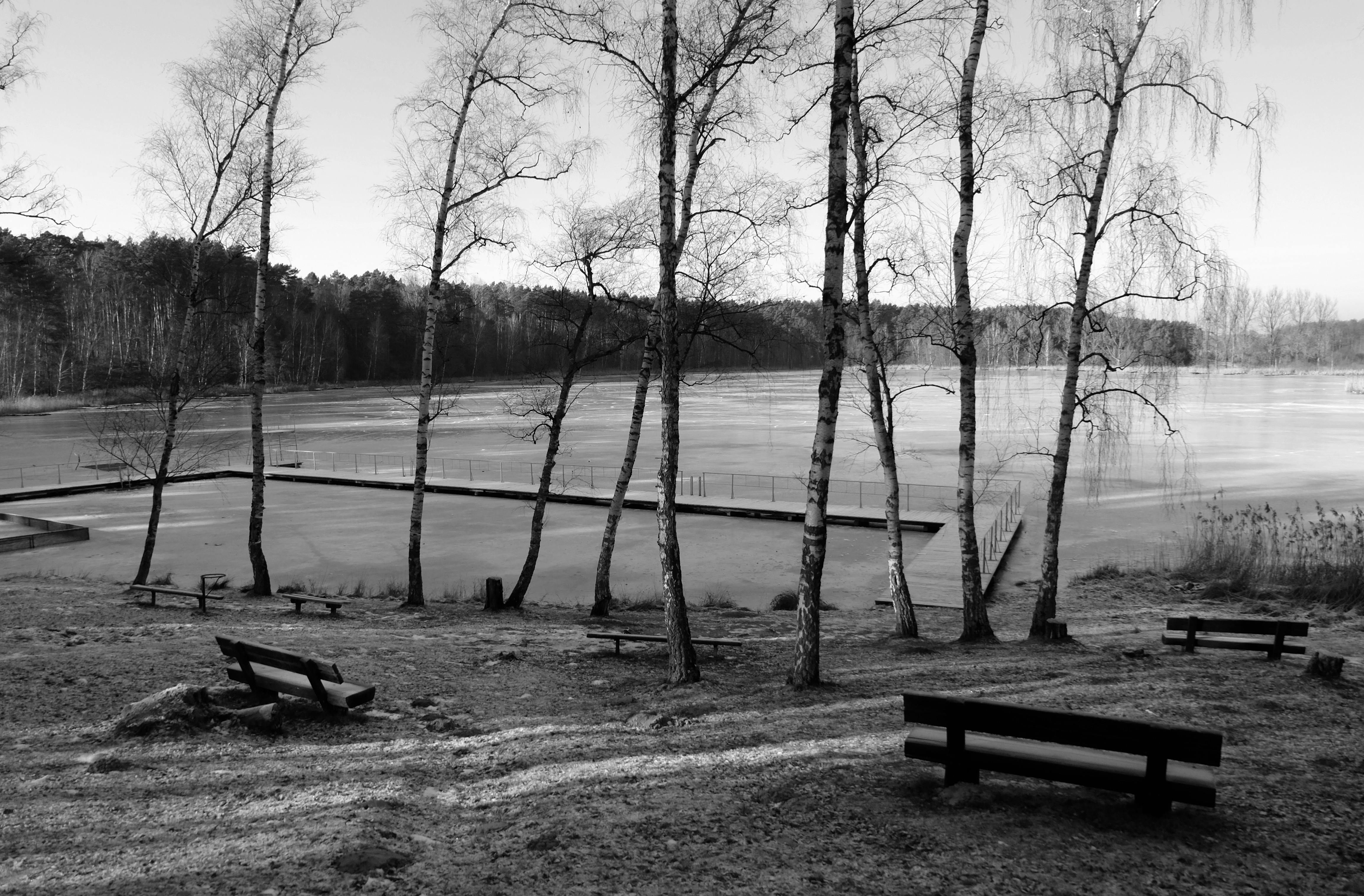 De franc Escena tranquil·la en blanc i negre d'un paisatge hivernal amb arbres àrids, un llac congelat i bancs buits. Foto d'estoc