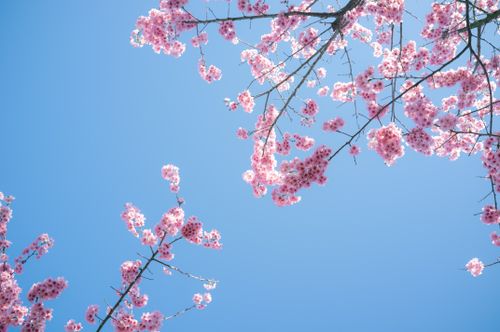 Free Vibrant pink cherry blossoms contrast with clear blue sky, symbolizing spring. Stock Photo